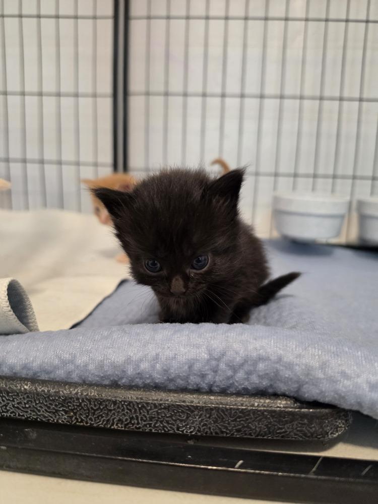 Enlarge Raisin, a Adoptable mixed breed in Wild Rose, WI image 2/5