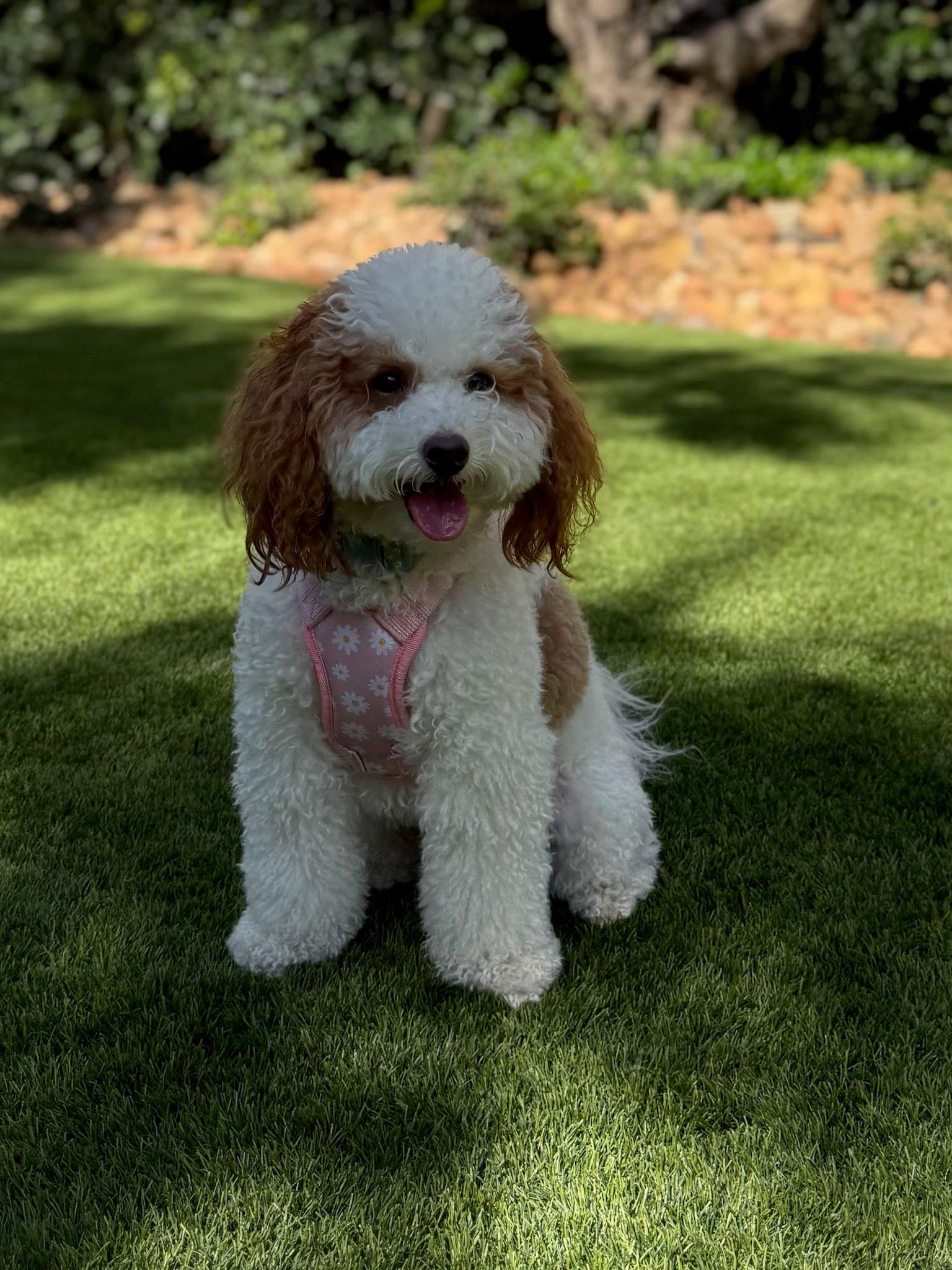 Daisy , adopted, Young Female Cavapoo.
