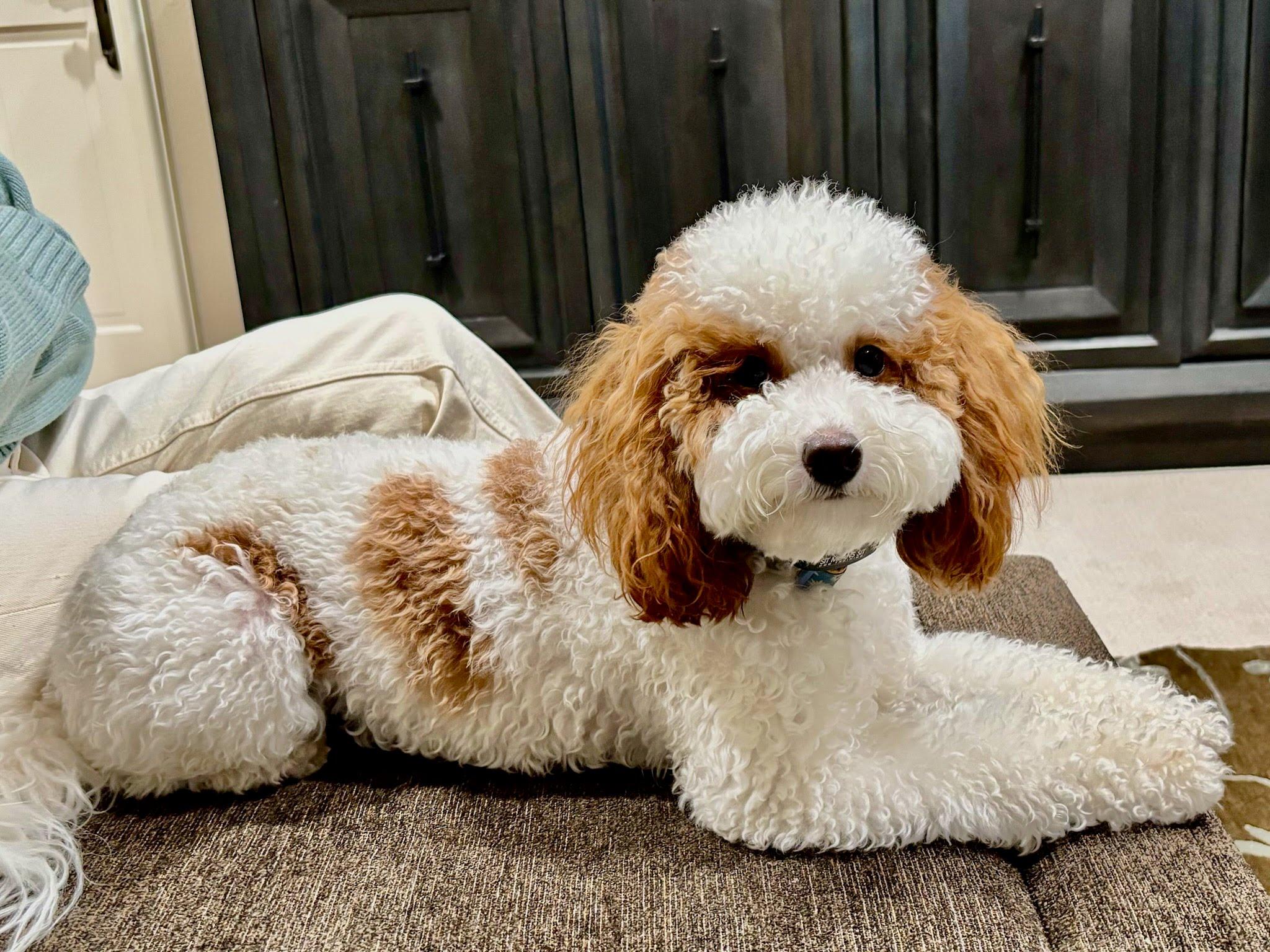 Enlarge Daisy , an adopted Cavapoo in Tustin, CA image 2/2