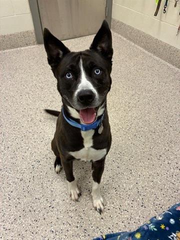 GARY, Adoptable, Adult Male Siberian Husky & Mixed Breed.