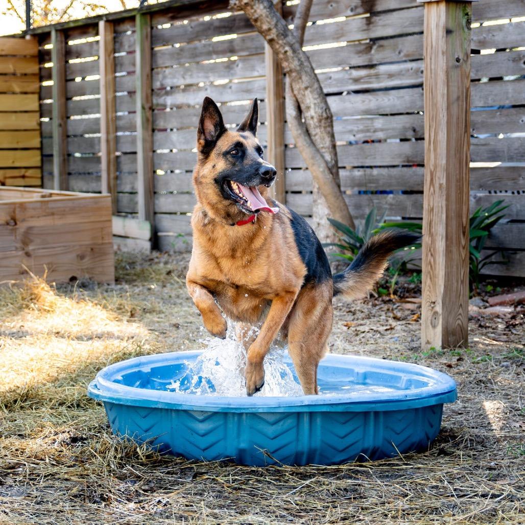Enlarge Fred, a Adoptable Mixed Breed in Houston, TX image 1/6