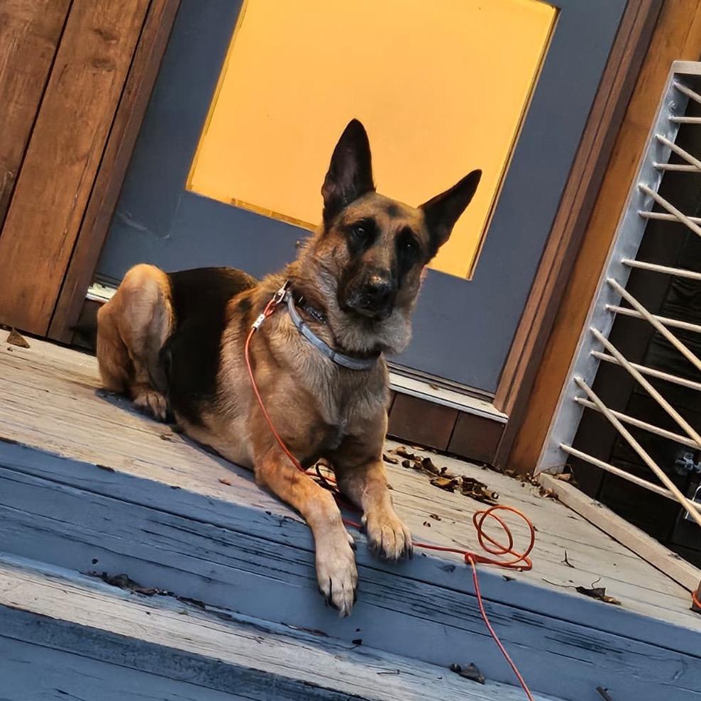 Enlarge Fred, a Adoptable Mixed Breed in Houston, TX image 2/6