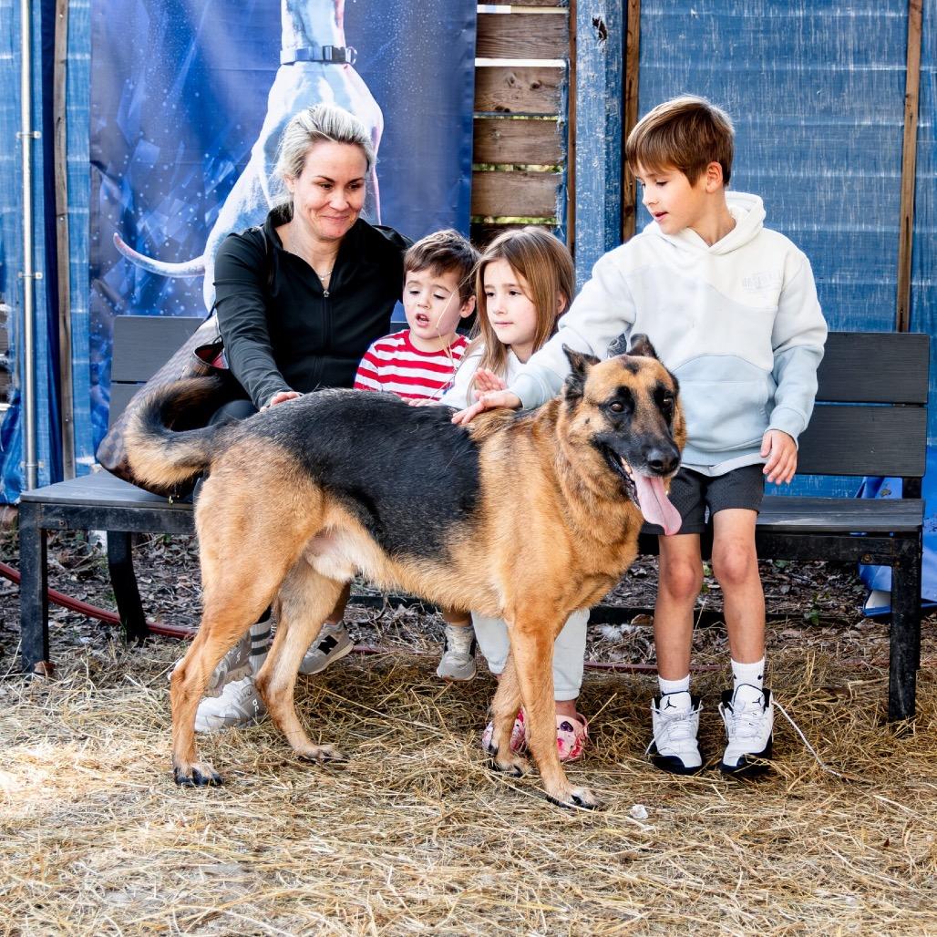 Enlarge Fred, a Adoptable Mixed Breed in Houston, TX image 3/6