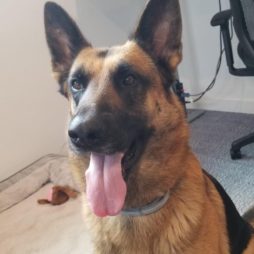 Enlarge Fred, a Adoptable Mixed Breed in Houston, TX image 1/1