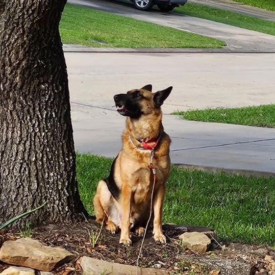 Enlarge Fred, a Adoptable Mixed Breed in Houston, TX image 5/6
