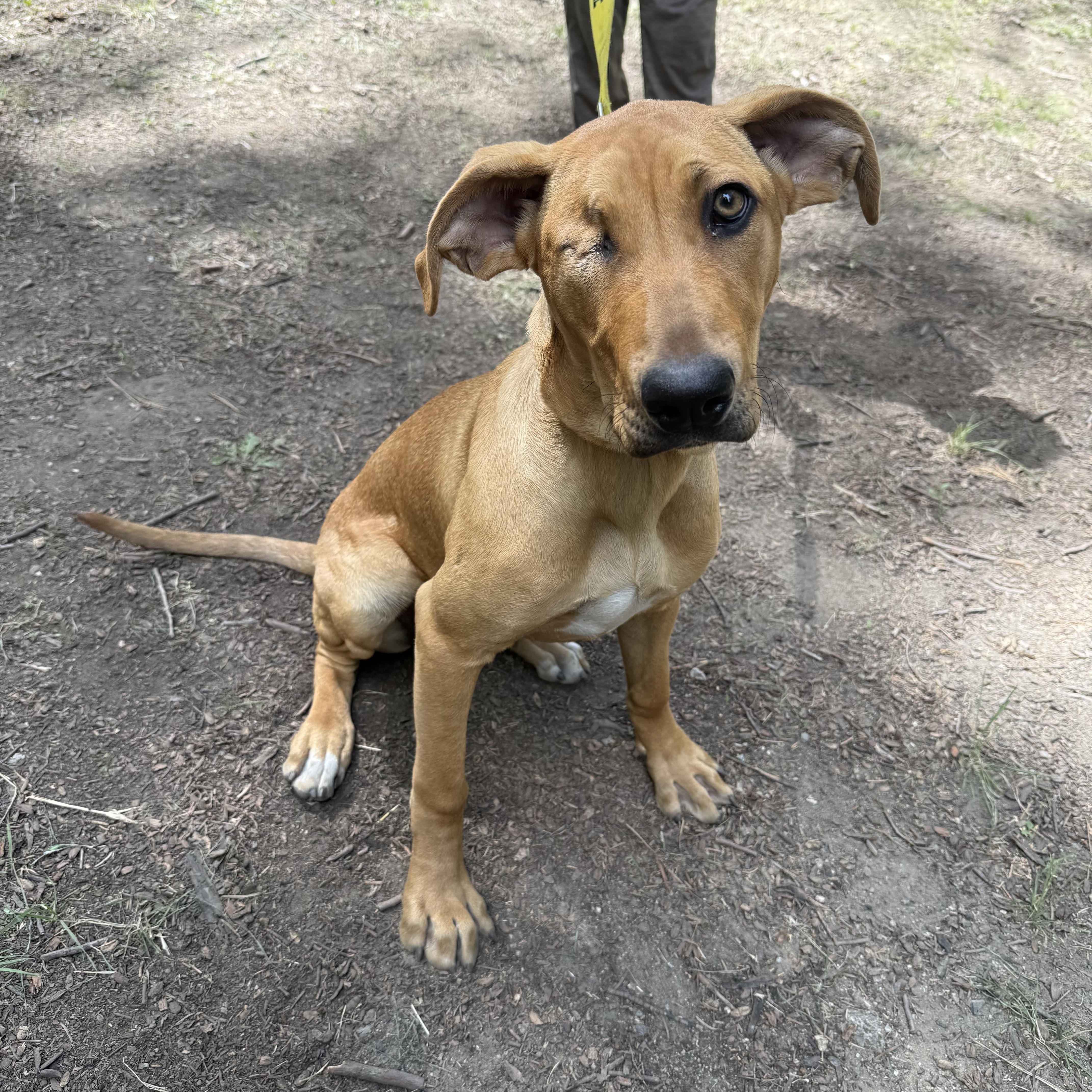 Jackie, a ADOPTABLE mixed breed in San Diego, CA image 3/6