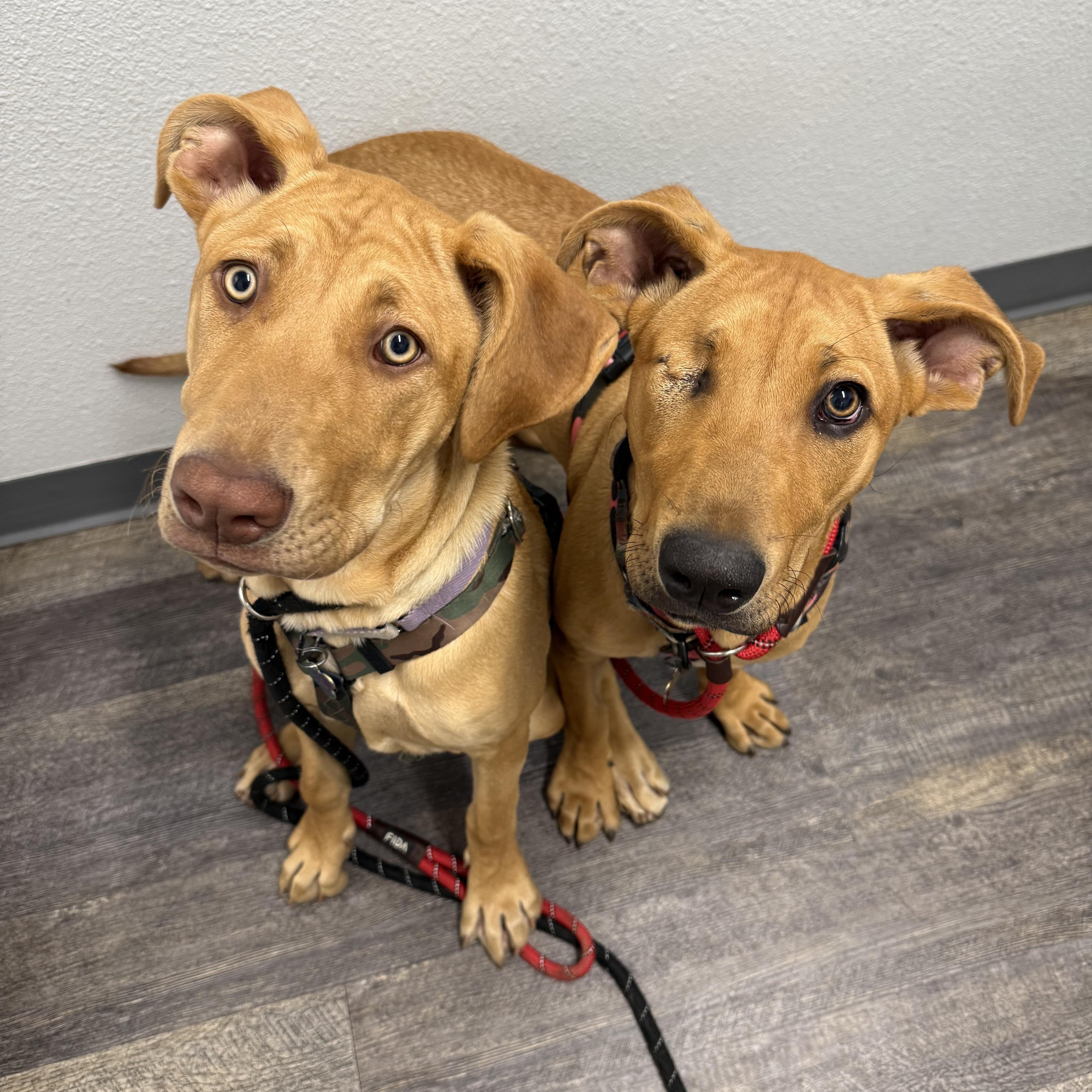 Jackie, a ADOPTABLE mixed breed in San Diego, CA image 6/6
