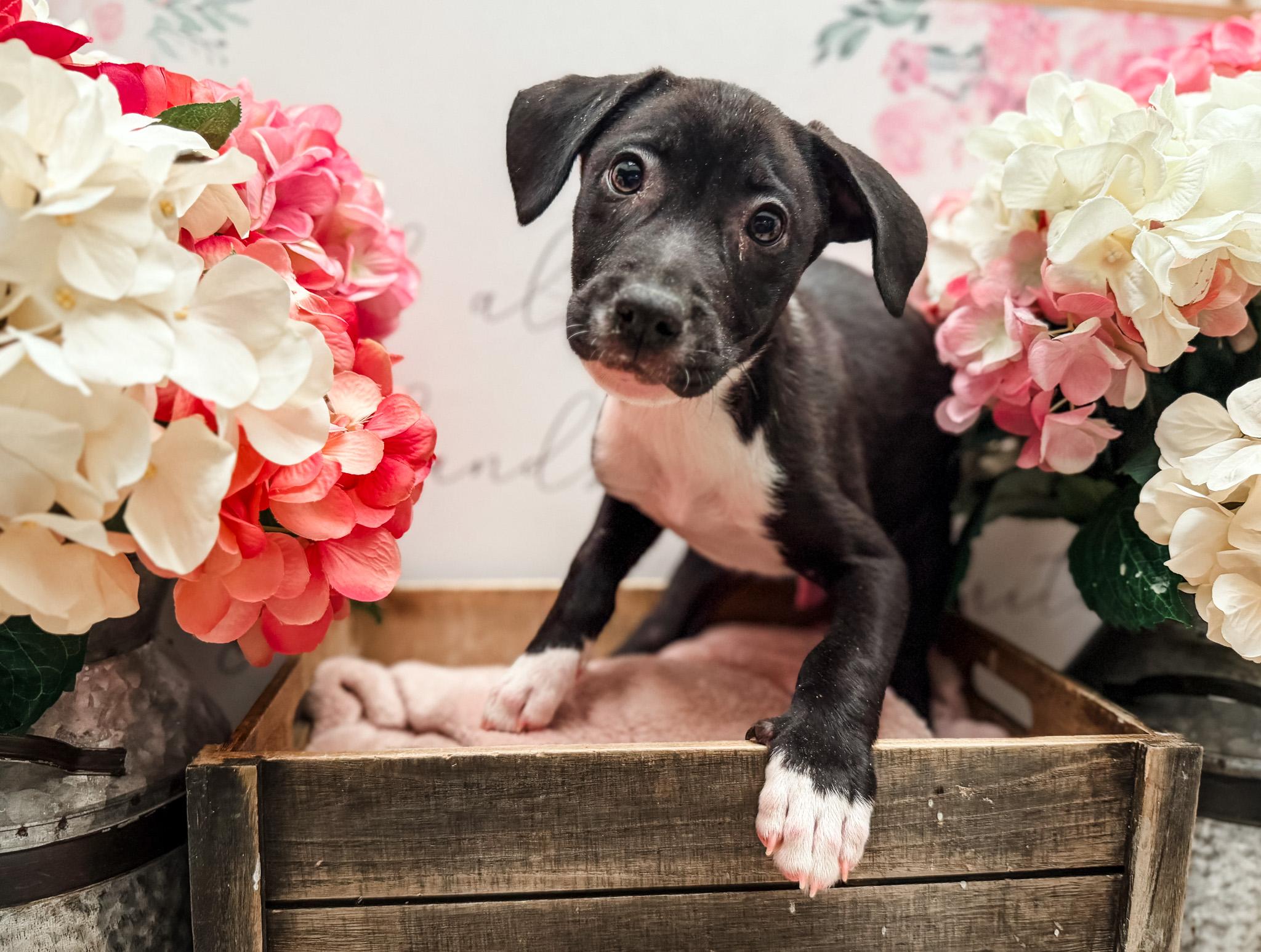 Bombay , Adoptable, Young Male Labrador Retriever.