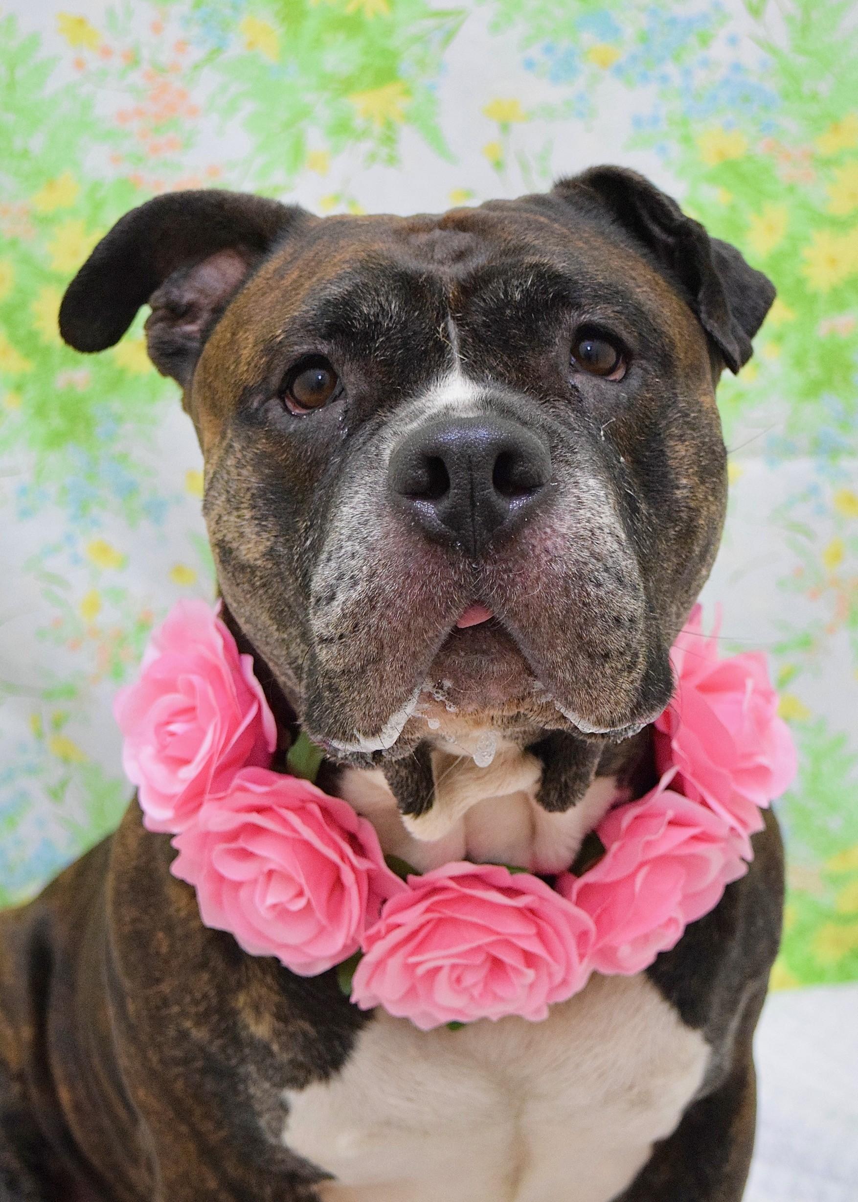 Enlarge Waffles, a ADOPTABLE American Bully in Dublin, CA image 1/1