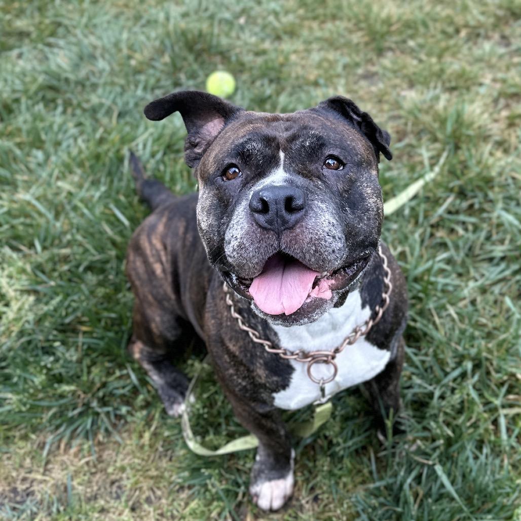 Enlarge Waffles, a ADOPTABLE American Bully in Dublin, CA image 3/6