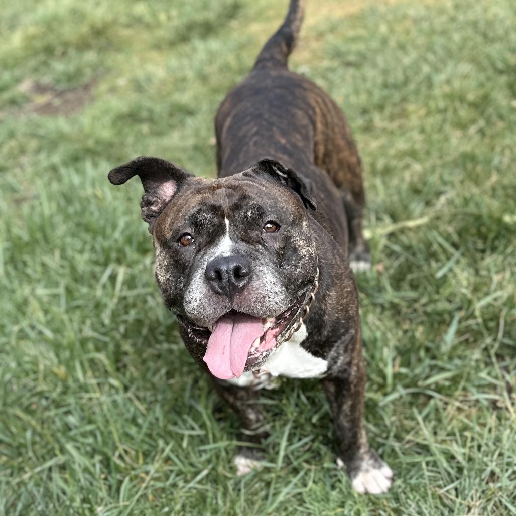 Enlarge Waffles, a ADOPTABLE American Bully in Dublin, CA image 4/6