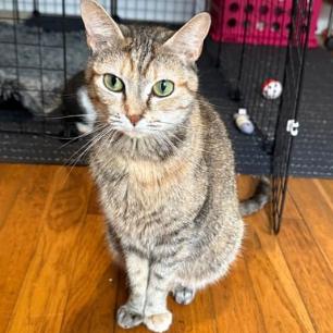 Willow, Adoptable, Adult Female Domestic Short Hair.