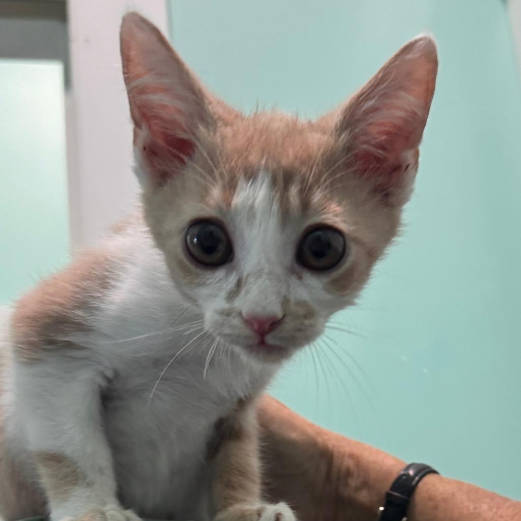 Hummus, Adoptable, Kitten Male Domestic Short Hair.