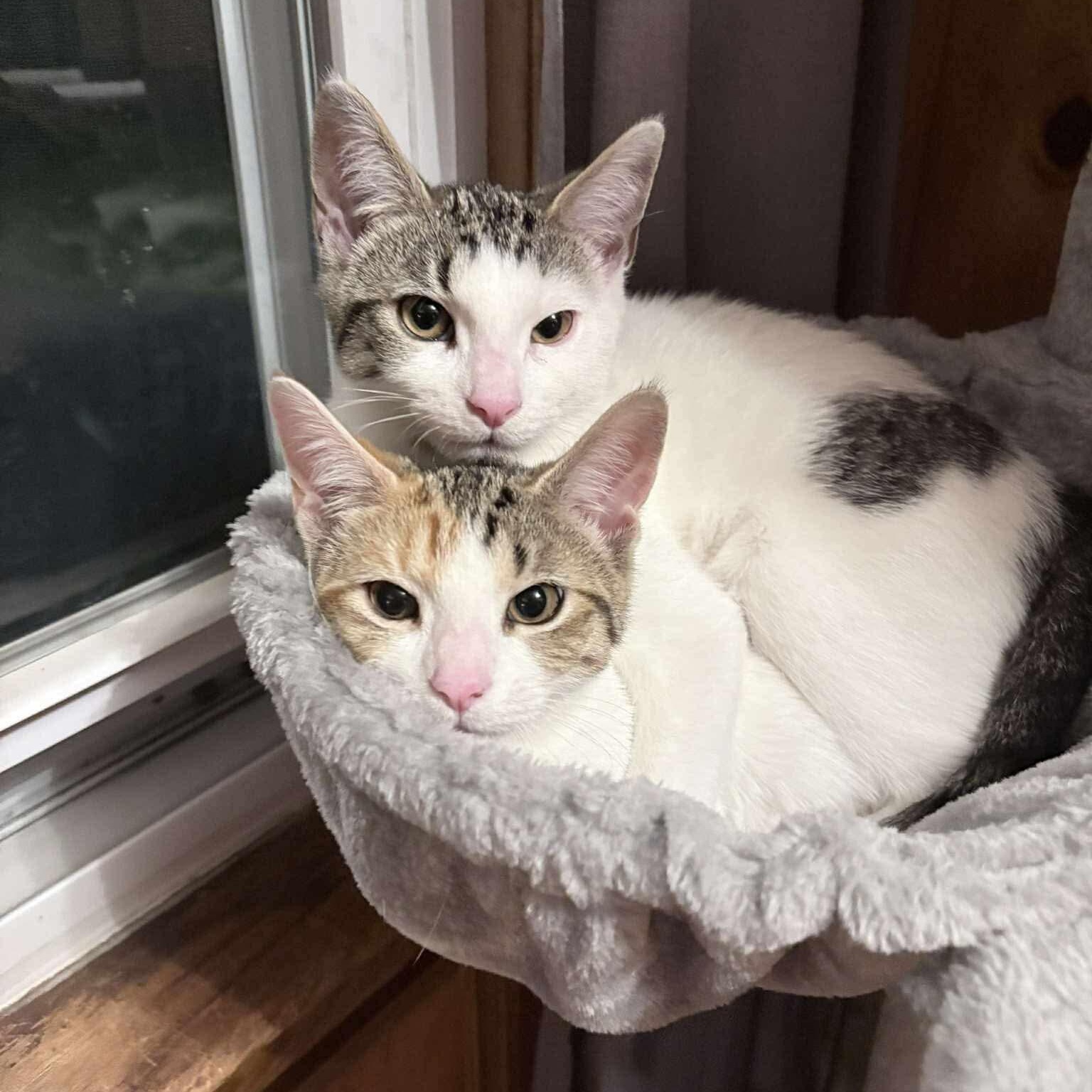 Funfetti & Neopolitan (bonded pair), Adoptable, Kitten Female Domestic Short Hair.