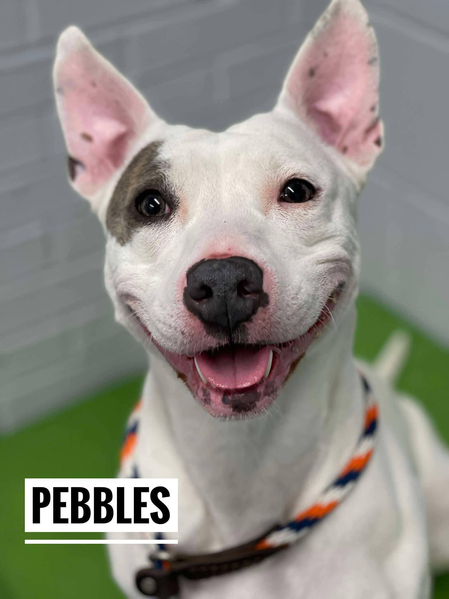 Pebbles, adoptable, Adult Female Mixed Breed.