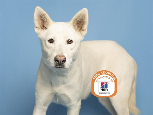 Enlarge KORA, a Adoptable Husky in Phoenix, AZ image 1/1