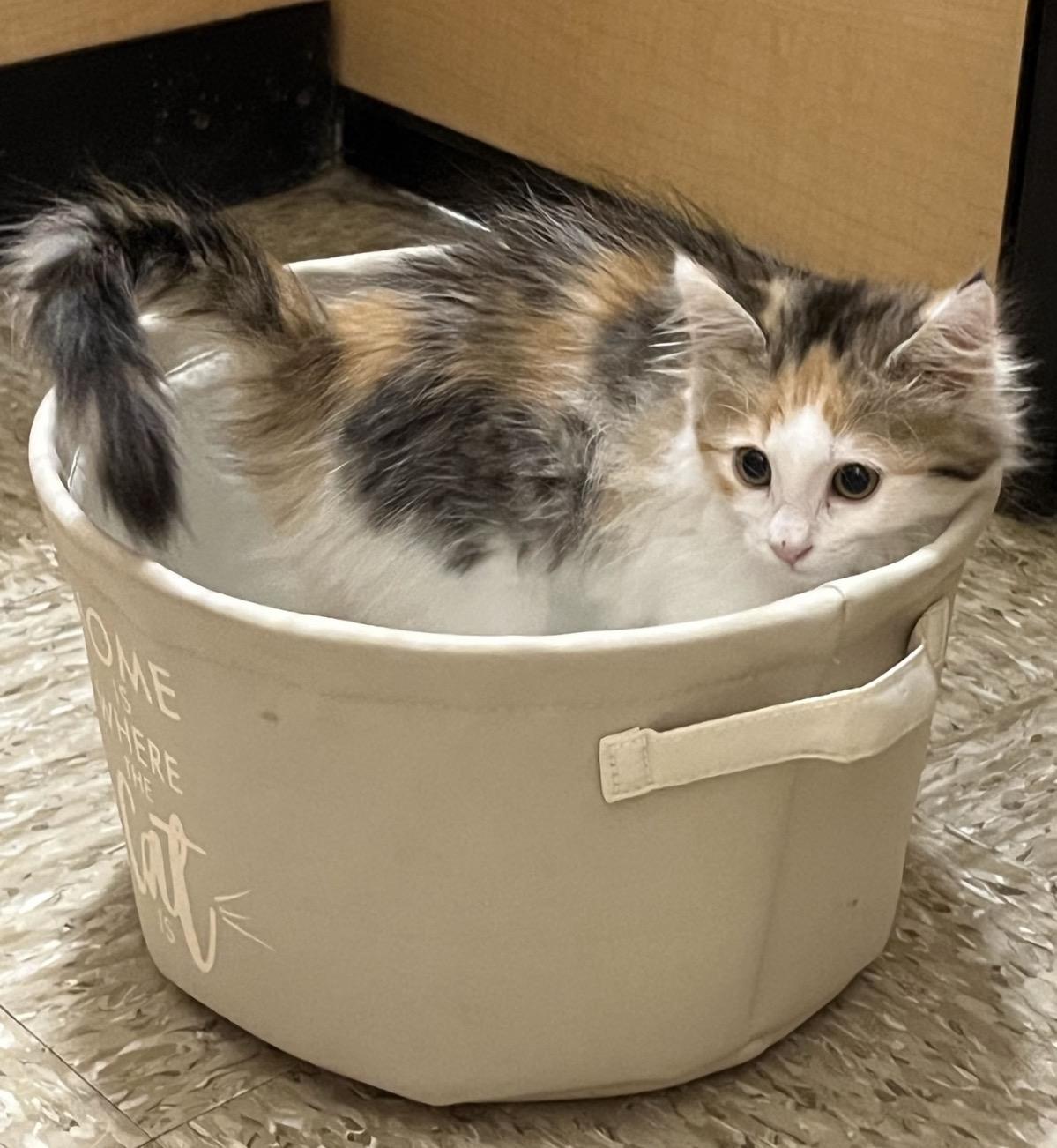 Enlarge Bunny, an adopted Domestic Medium Hair in Austin, TX image 2/2