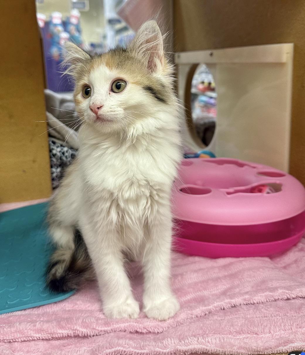 Bunny, adopted, Kitten Female Domestic Medium Hair.