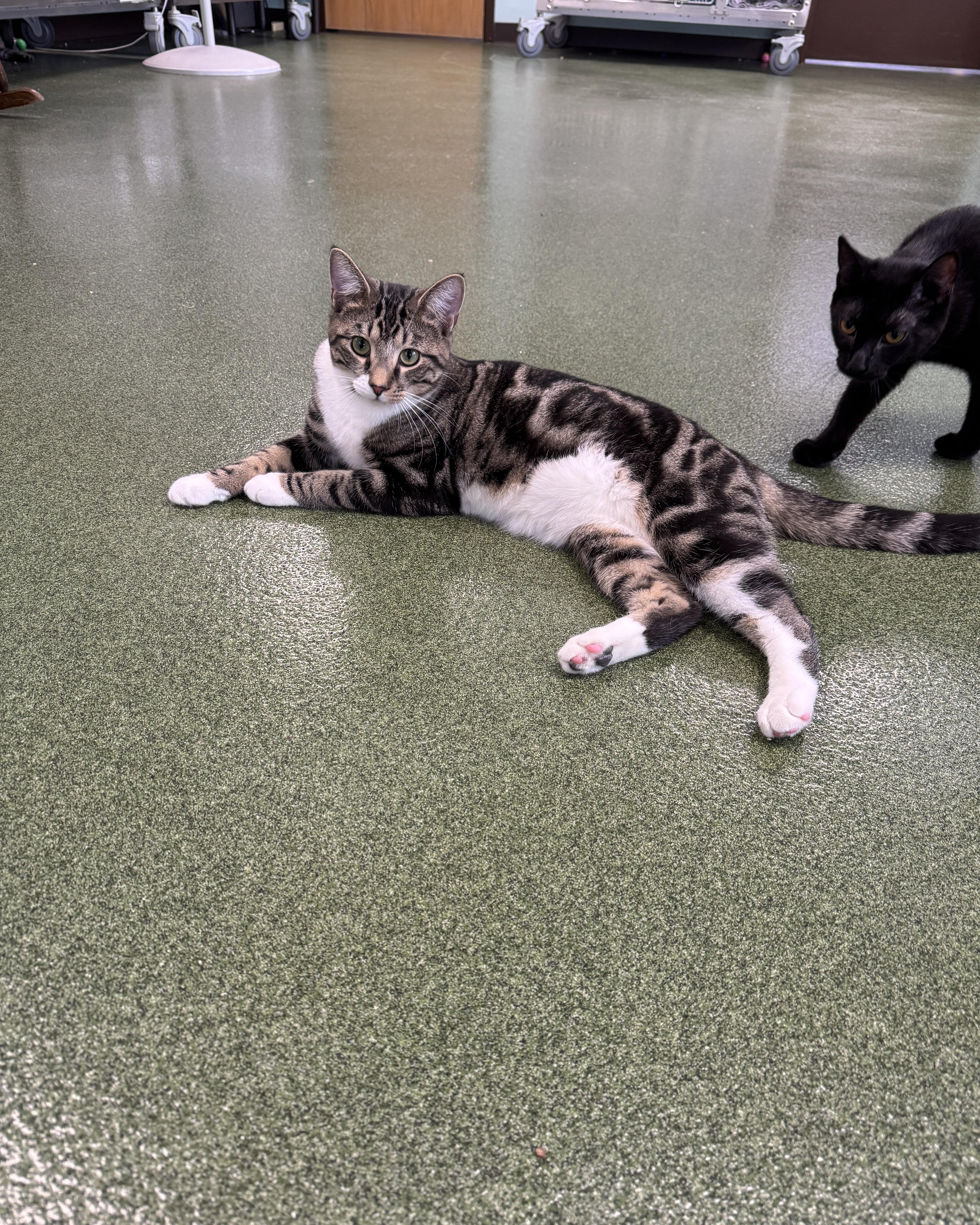 Kip & Katrina, an adopted Domestic Short Hair in Seneca, PA image 1/5