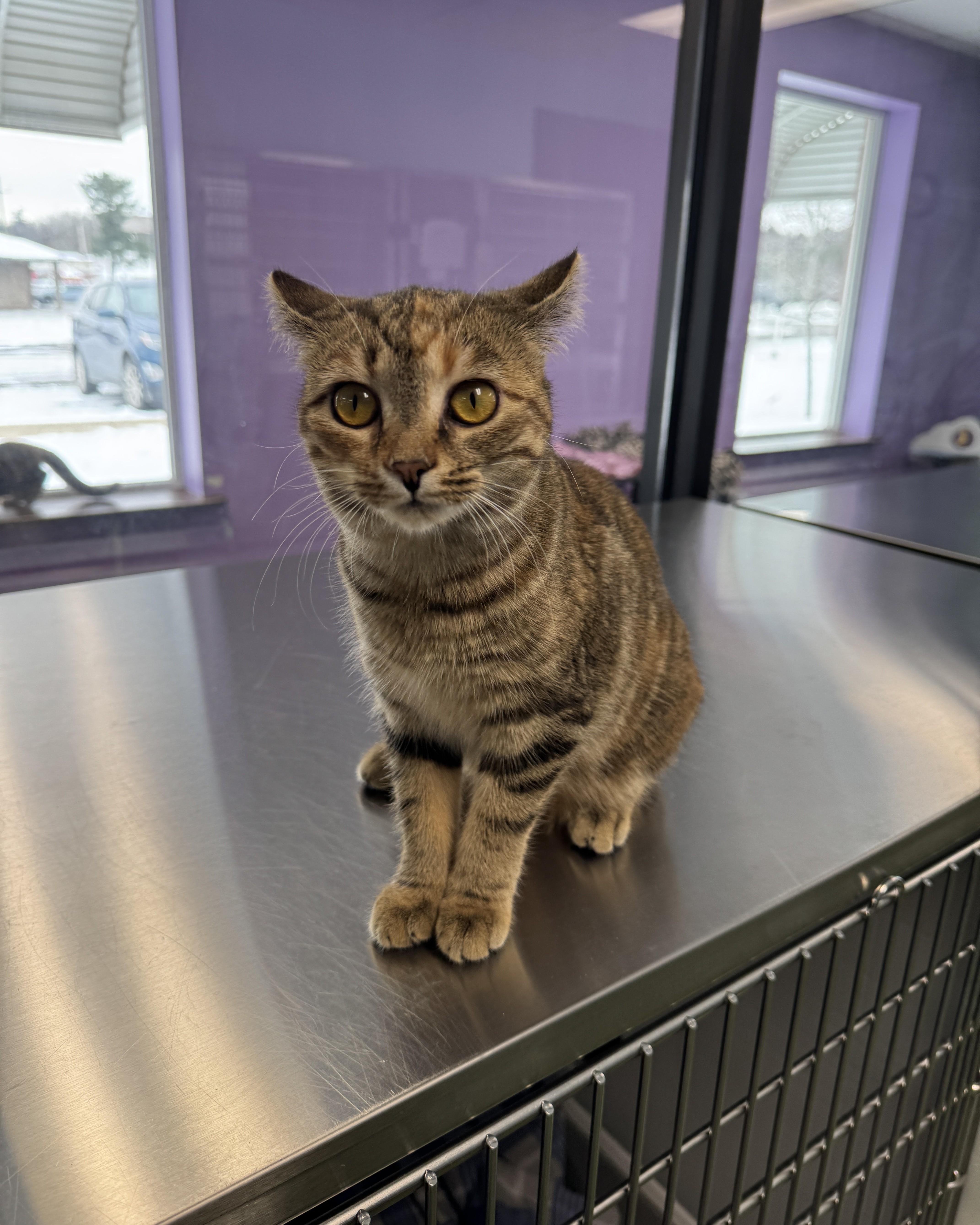 Kip & Katrina, an adopted Domestic Short Hair in Seneca, PA image 2/5