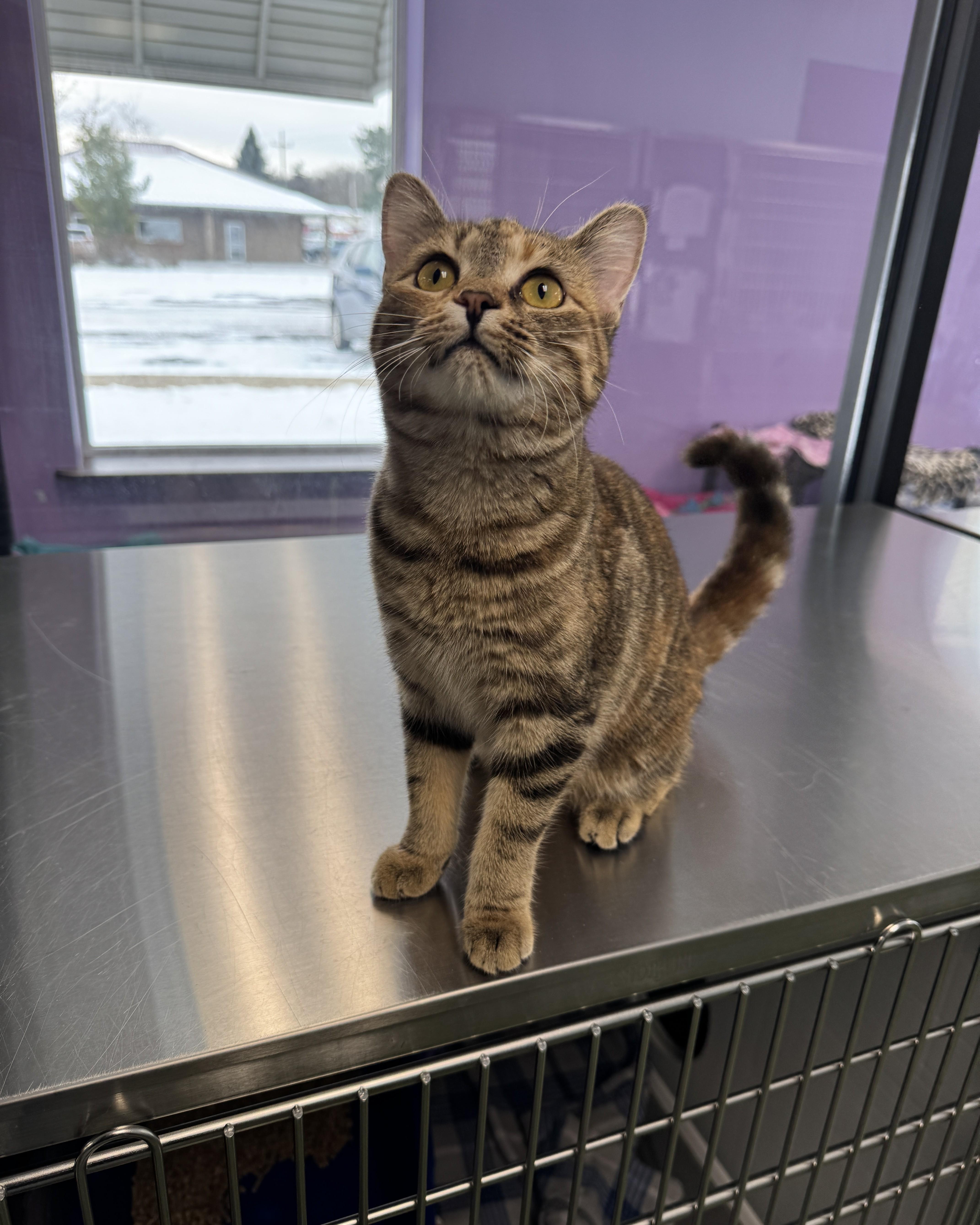 Kip & Katrina, an adopted Domestic Short Hair in Seneca, PA image 3/5