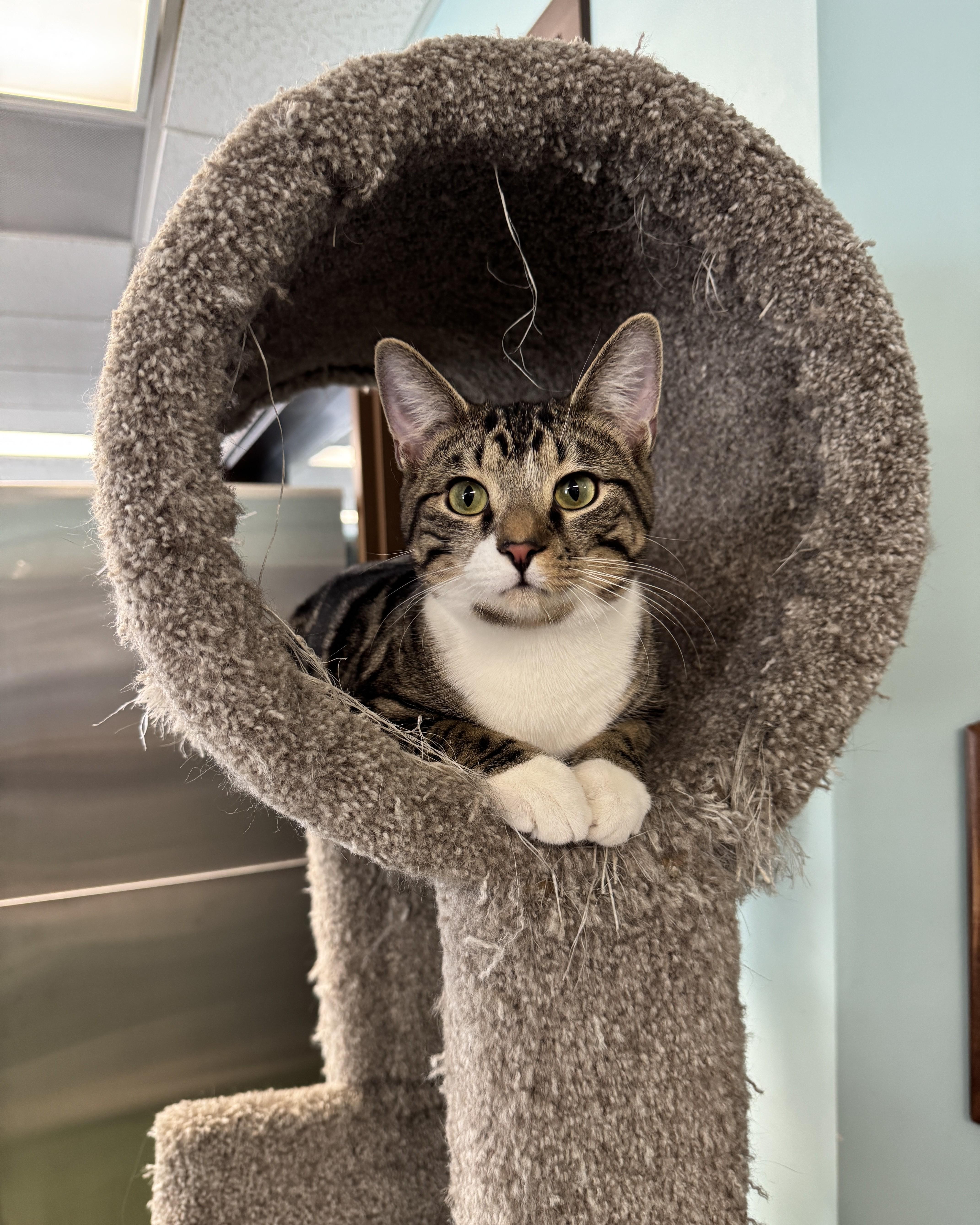 Kip & Katrina, an adopted Domestic Short Hair in Seneca, PA image 4/5