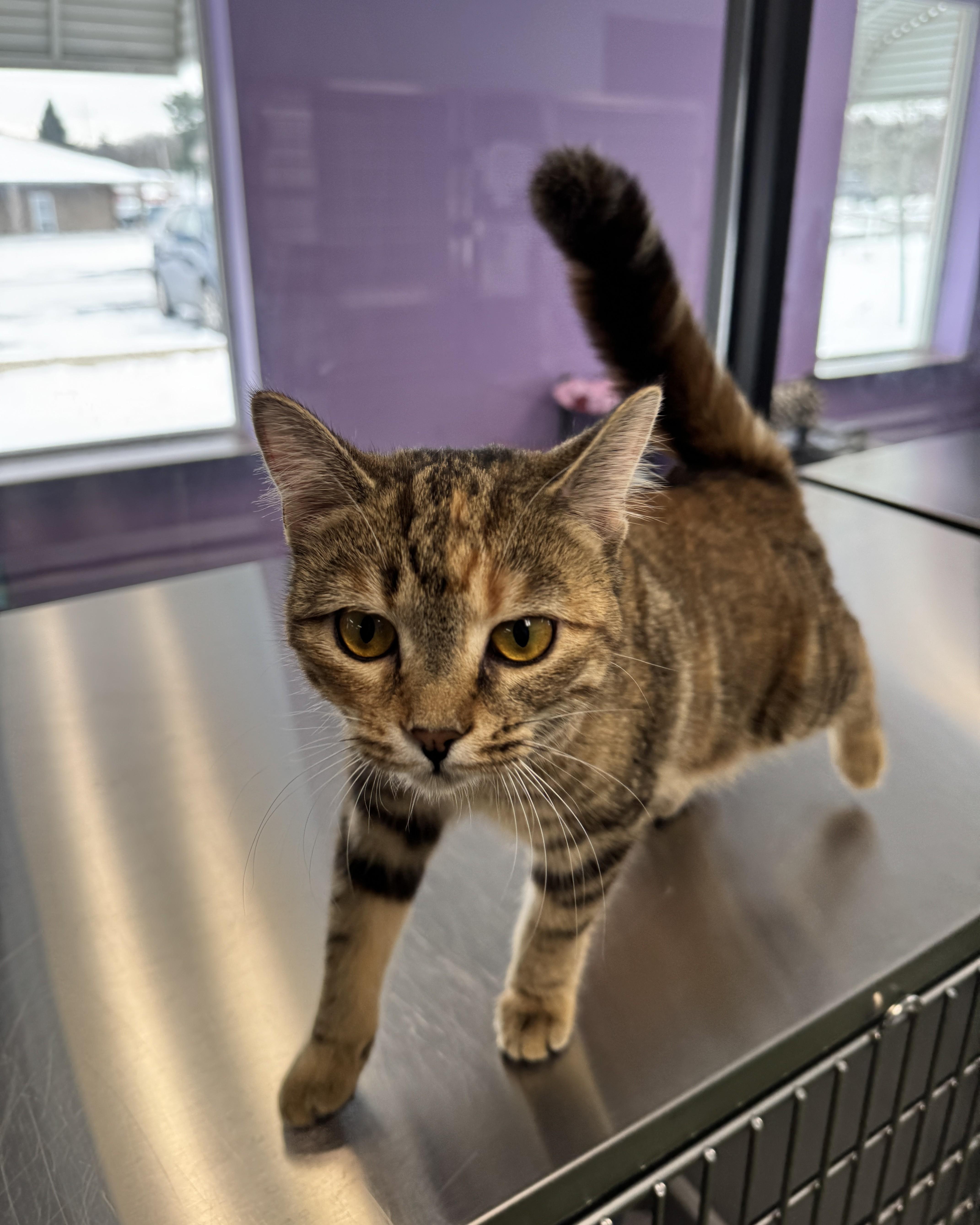 Kip & Katrina, an adopted Domestic Short Hair in Seneca, PA image 5/5