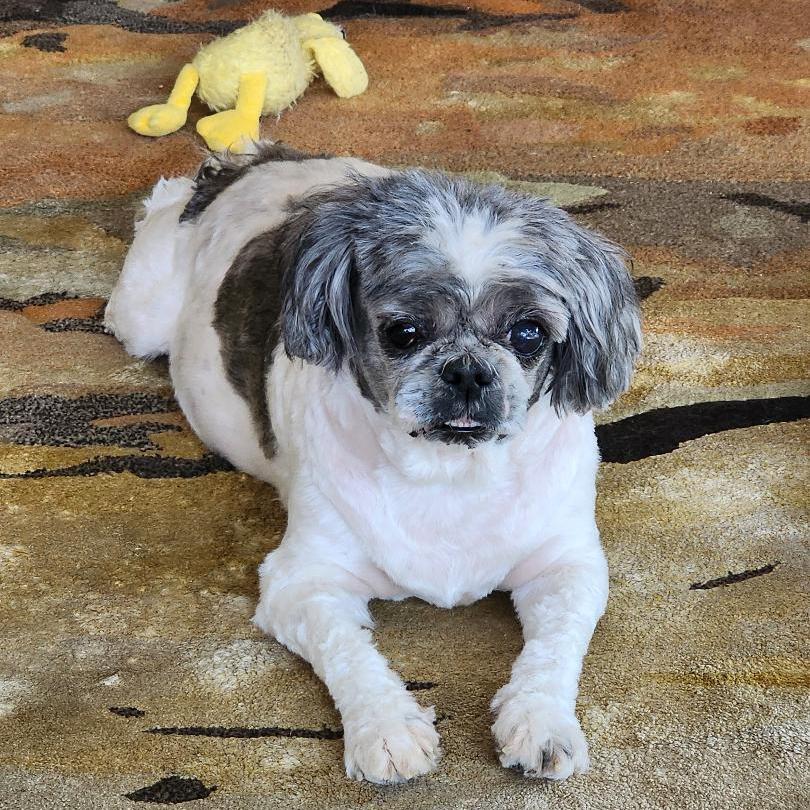Enlarge Bella, a ADOPTABLE Shih Tzu in Eustis, FL image 1/1