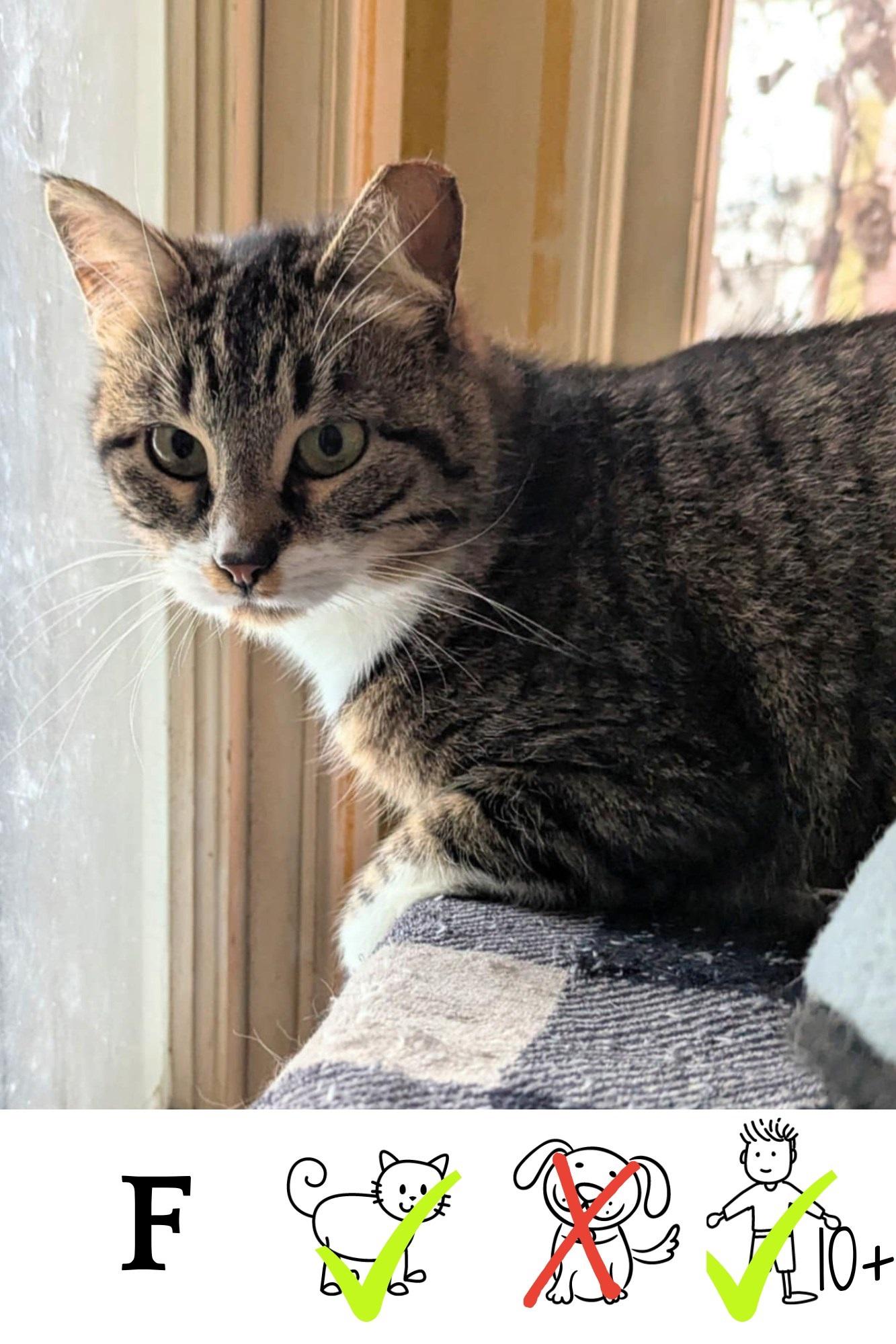 Mamacita, Adoptable, Young Female Domestic Short Hair.