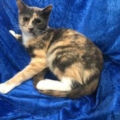 Enlarge Tiara J, a Adoptable Calico in Gainesville, FL image 1/3