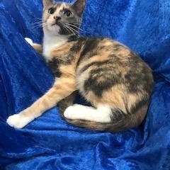Enlarge Tiara J, a Adoptable Calico in Gainesville, FL image 2/3