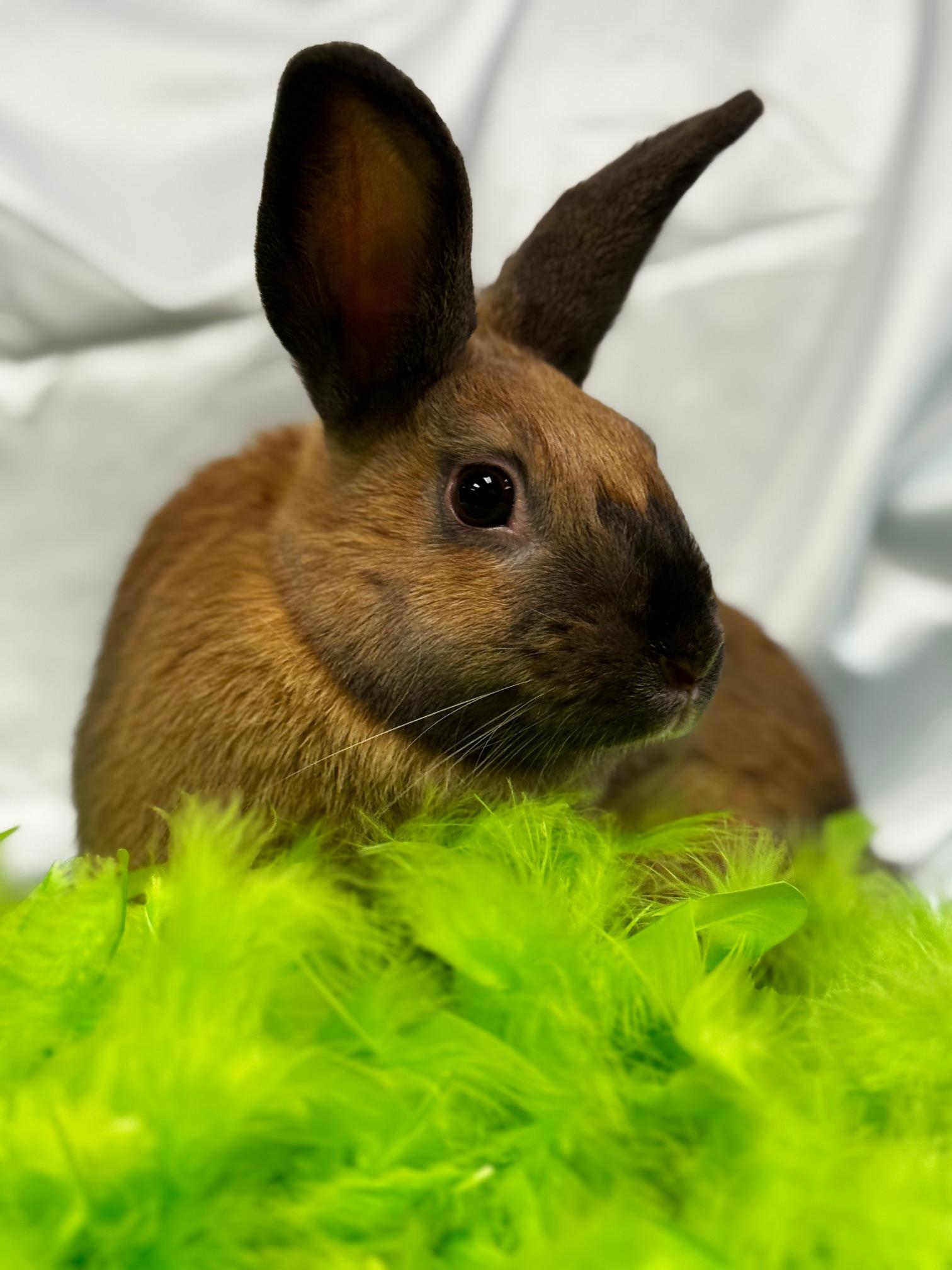 Enlarge Toast, a Adoptable American Sable in Westerville, OH image 3/6