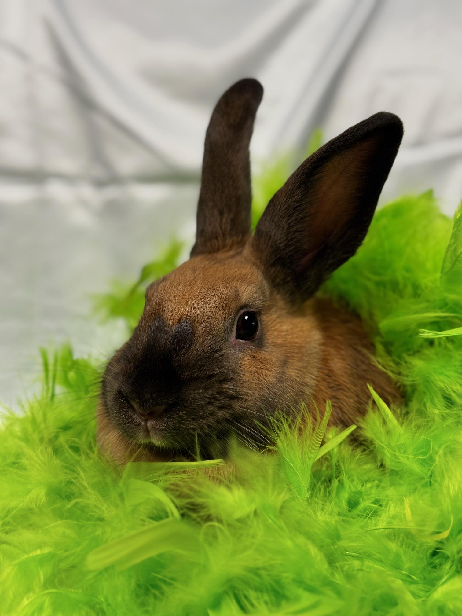 Enlarge Toast, a Adoptable American Sable in Westerville, OH image 6/6