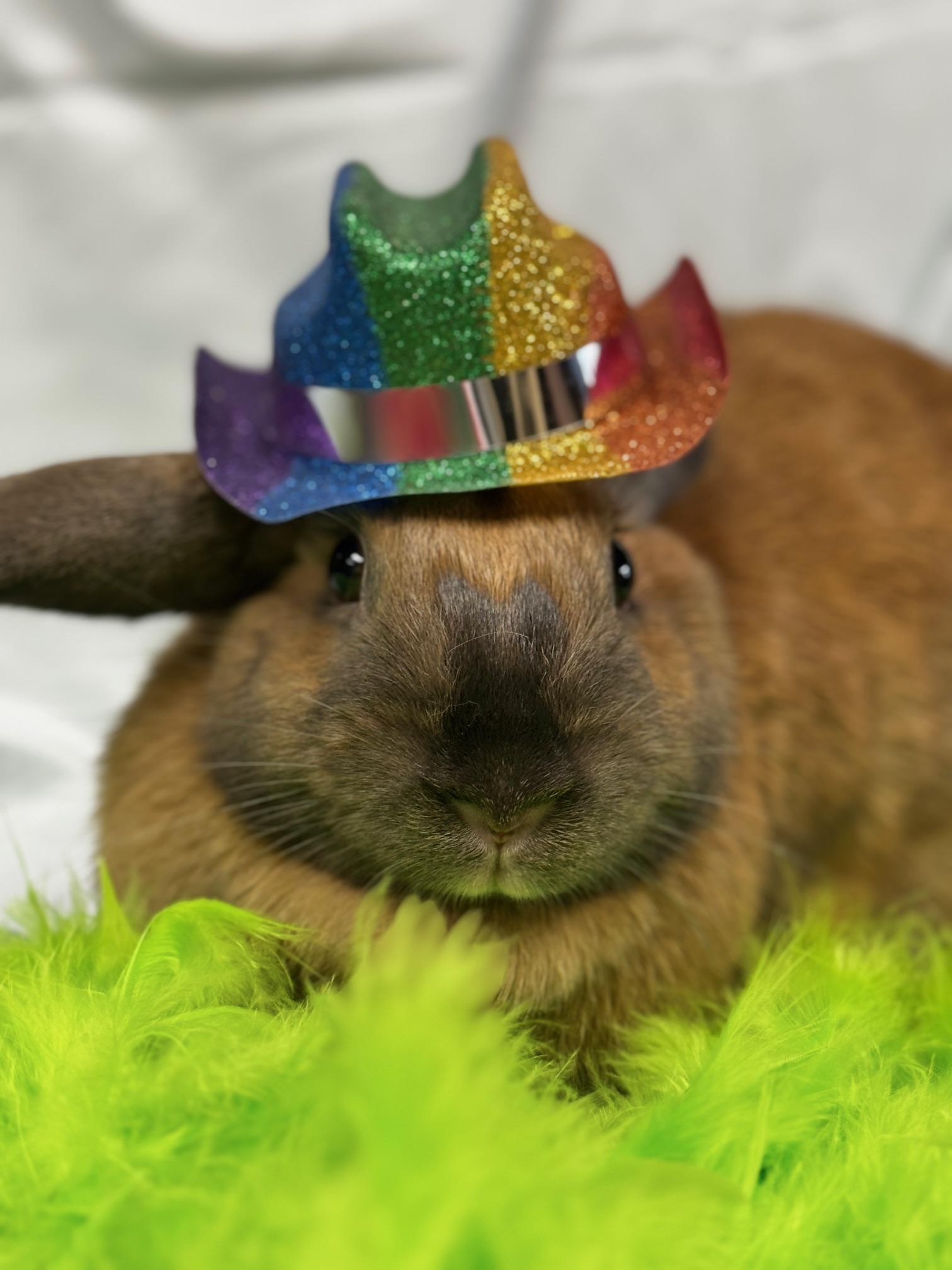 Enlarge Toast, a Adoptable American Sable in Westerville, OH image 4/6