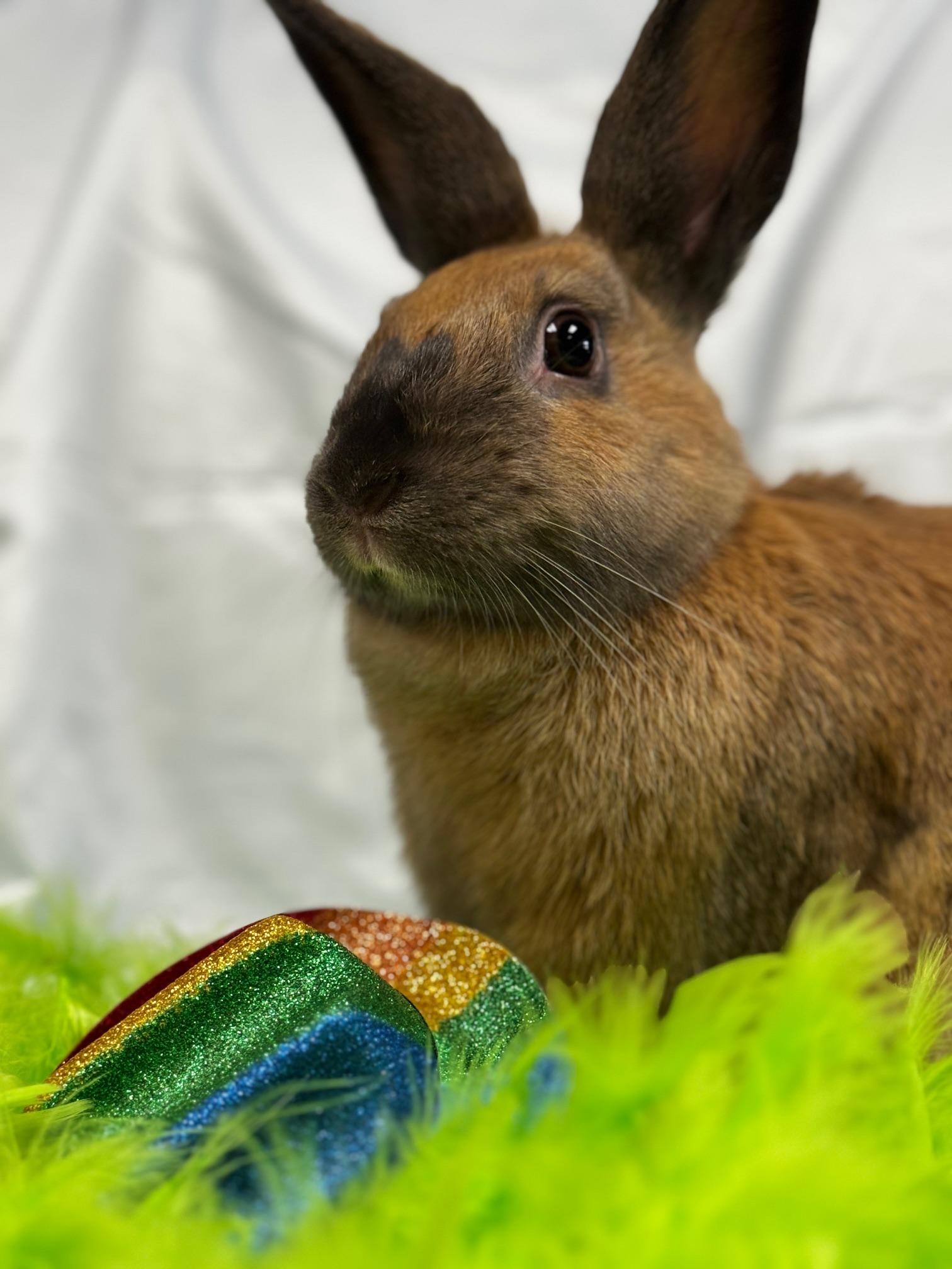 Enlarge Toast, a Adoptable American Sable in Westerville, OH image 5/6