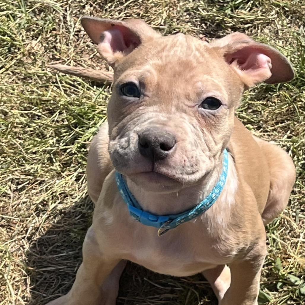 Snickers-Light Blue, Adoptable, Puppy Male American Staffordshire Terrier & Mixed Breed.
