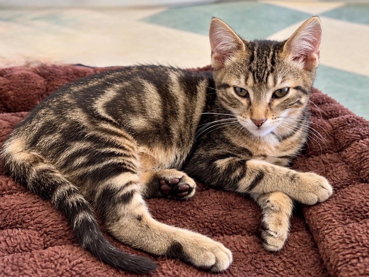 Freddie Mercury, Adoptable, Kitten Male Tabby.