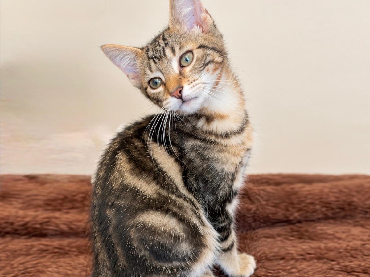 Enlarge Freddie Mercury, a Adoptable Tabby in Hempstead, NY image 2/6