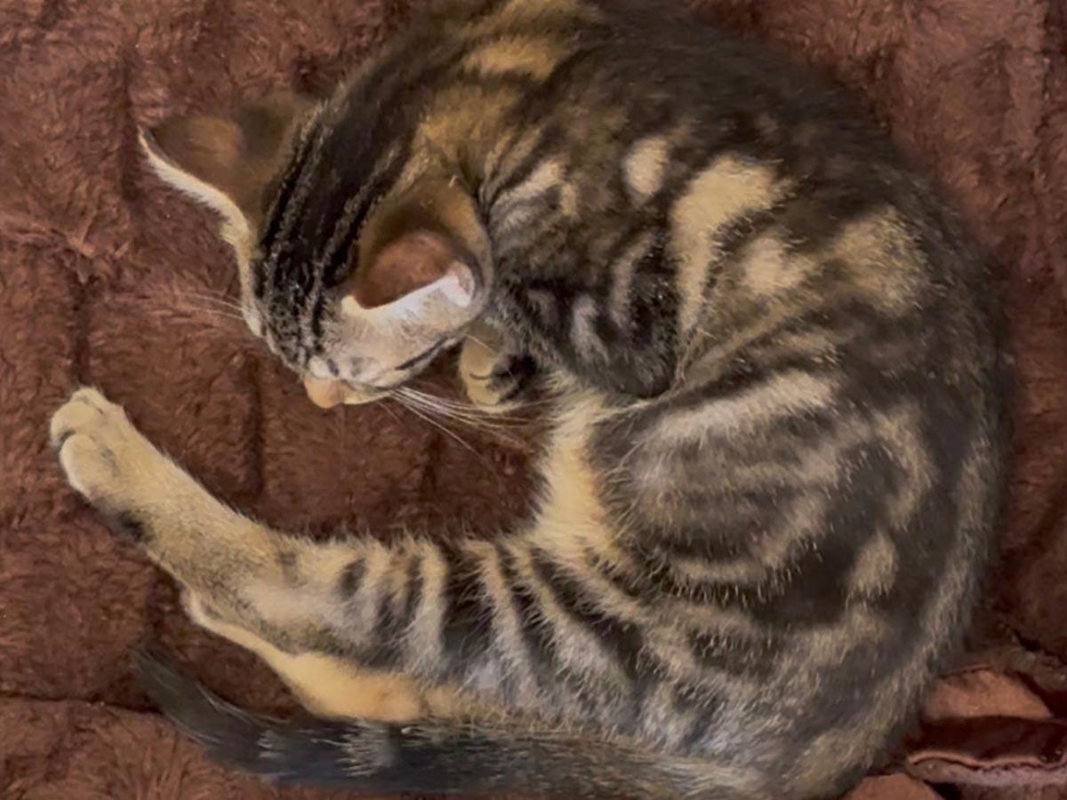 Enlarge Freddie Mercury, a Adoptable Tabby in Hempstead, NY image 6/6