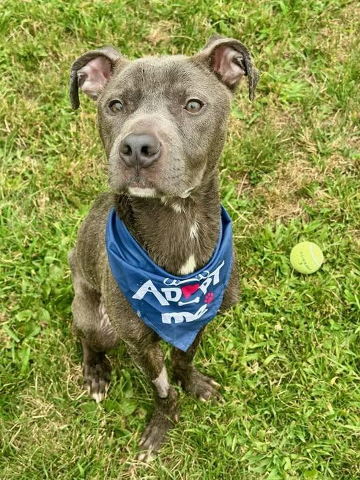 Tiny Tim, Adoptable, Adult Male Mixed Breed.