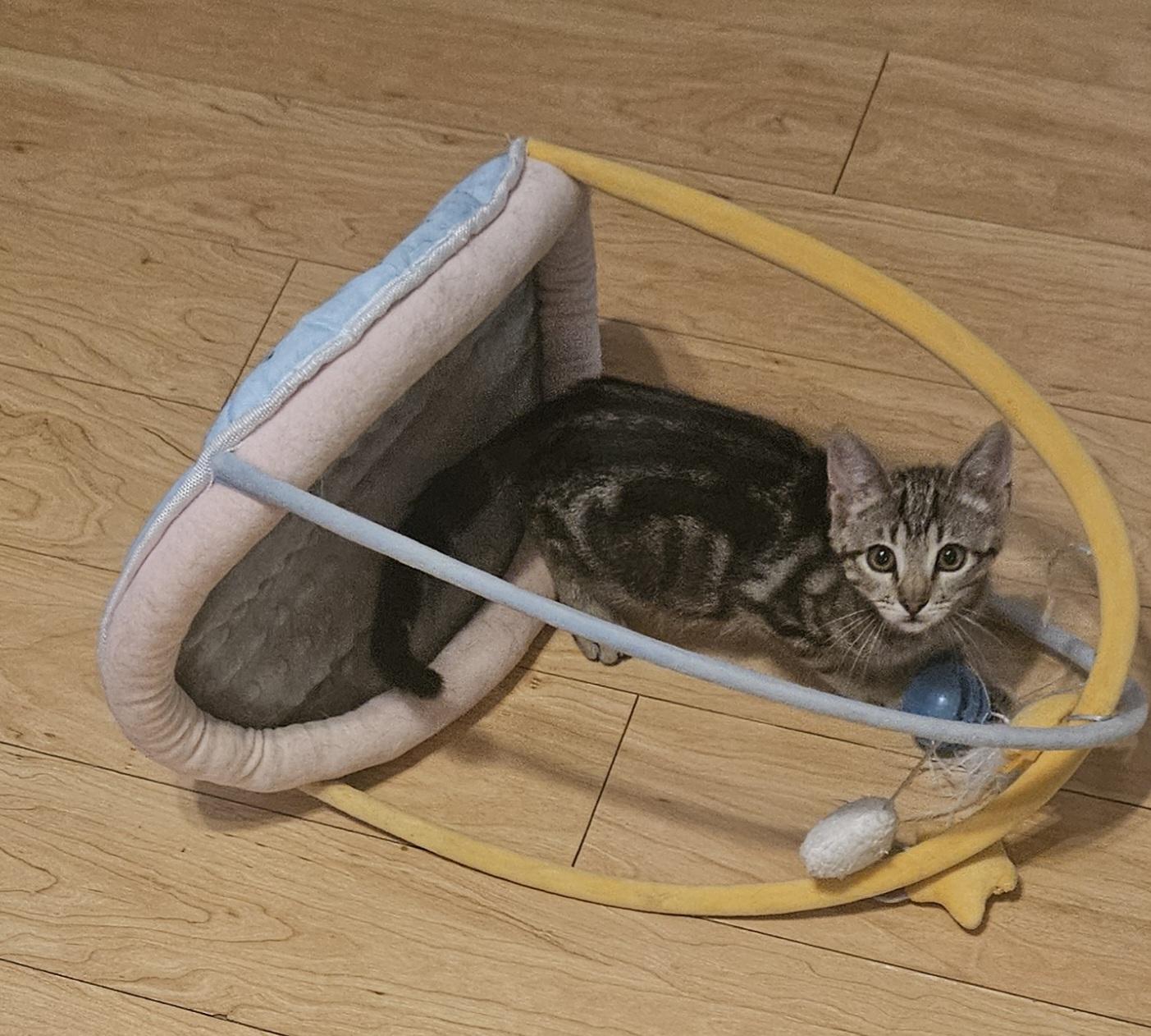 clementine, a Adoptable Tabby in Santa Clarita, CA image 1/2