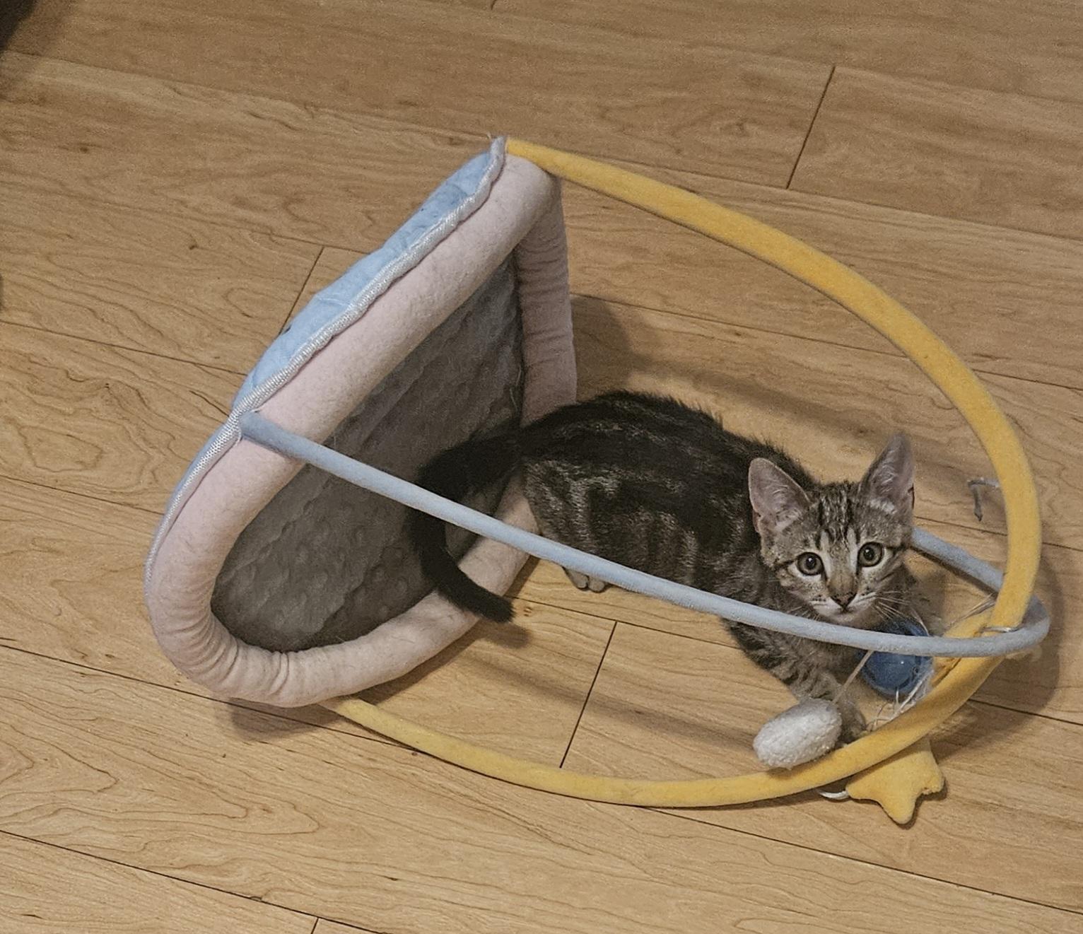 clementine, a Adoptable Tabby in Santa Clarita, CA image 2/2