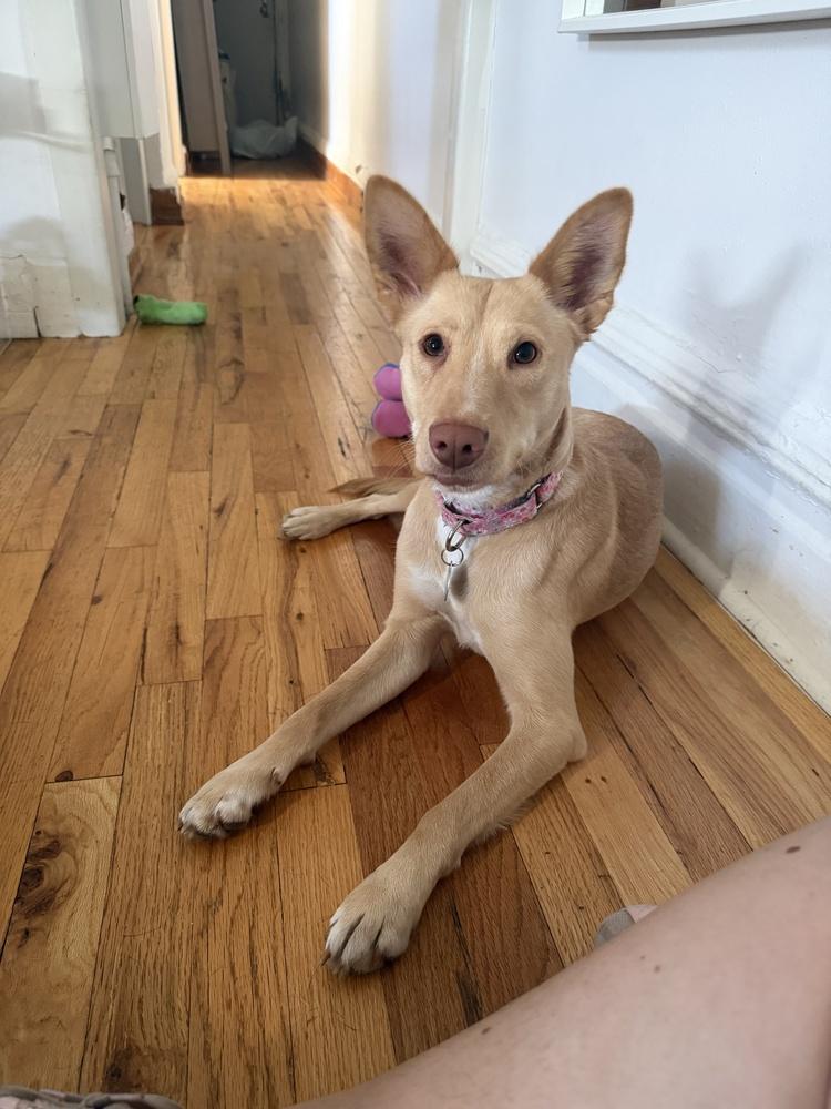Aubrey, a Adoptable mixed breed in Manhattan, NY image 1/4