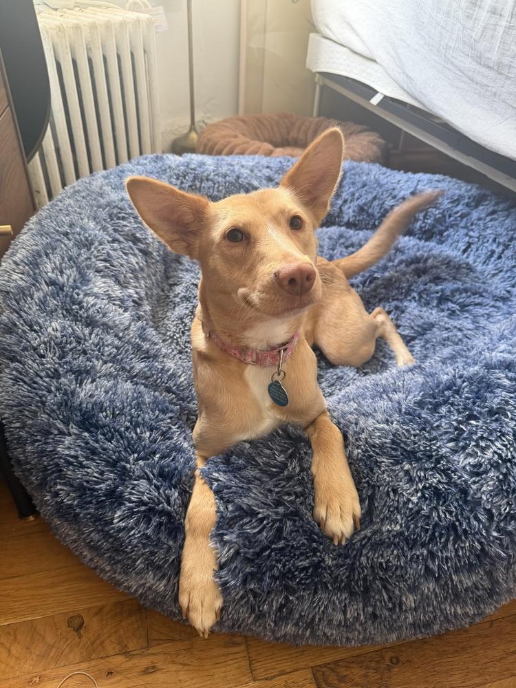 Aubrey, a Adoptable mixed breed in Manhattan, NY image 2/4