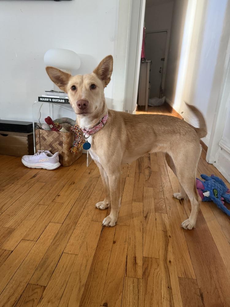 Aubrey, a Adoptable mixed breed in Manhattan, NY image 3/4