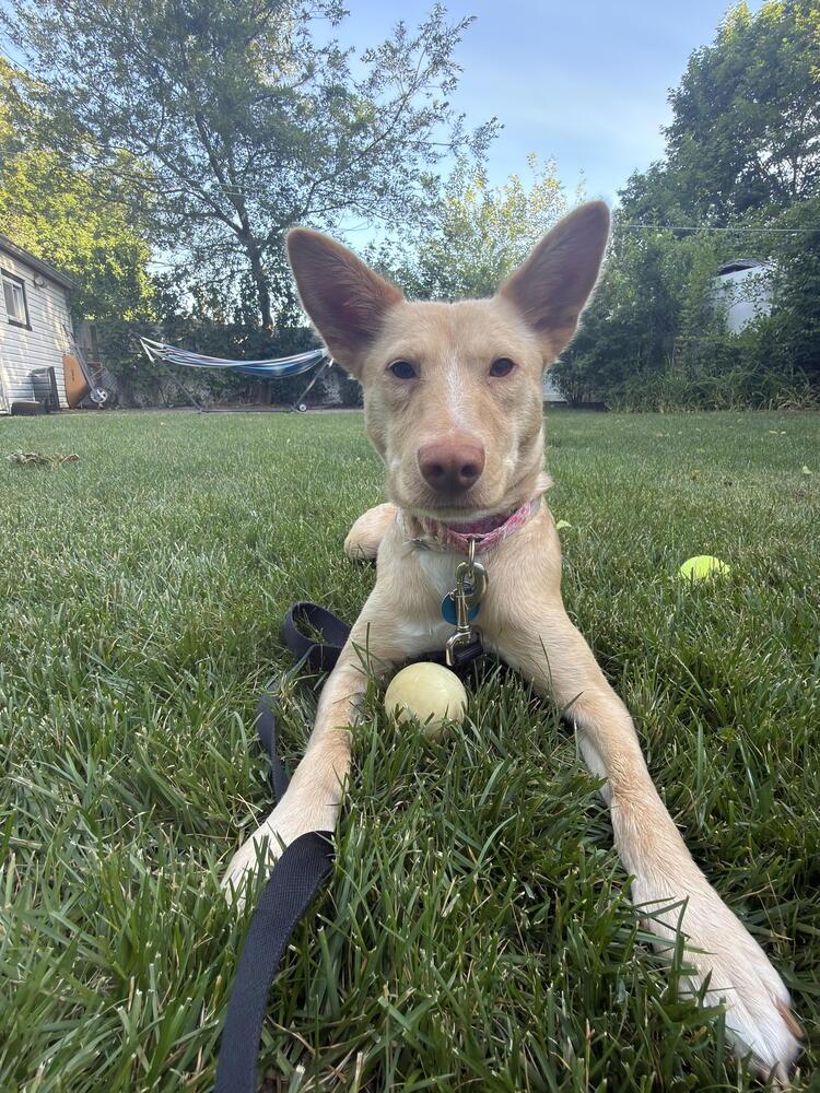 Aubrey, a Adoptable mixed breed in Manhattan, NY image 4/4