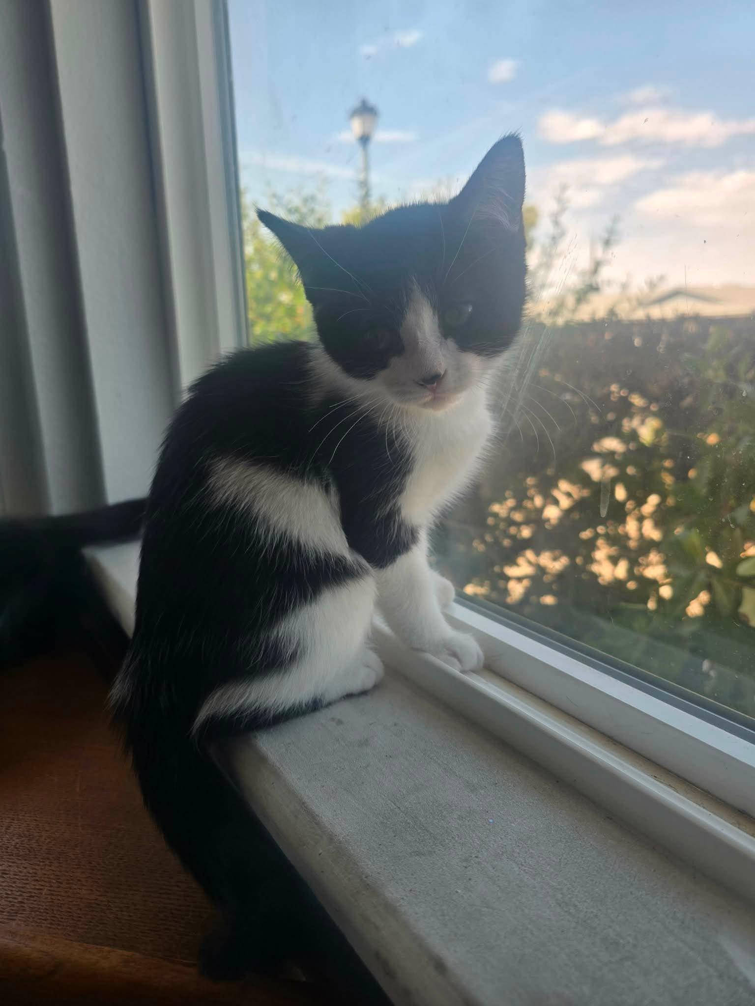 Elara, a ADOPTABLE Domestic Short Hair in Las Vegas, NV image 2/2
