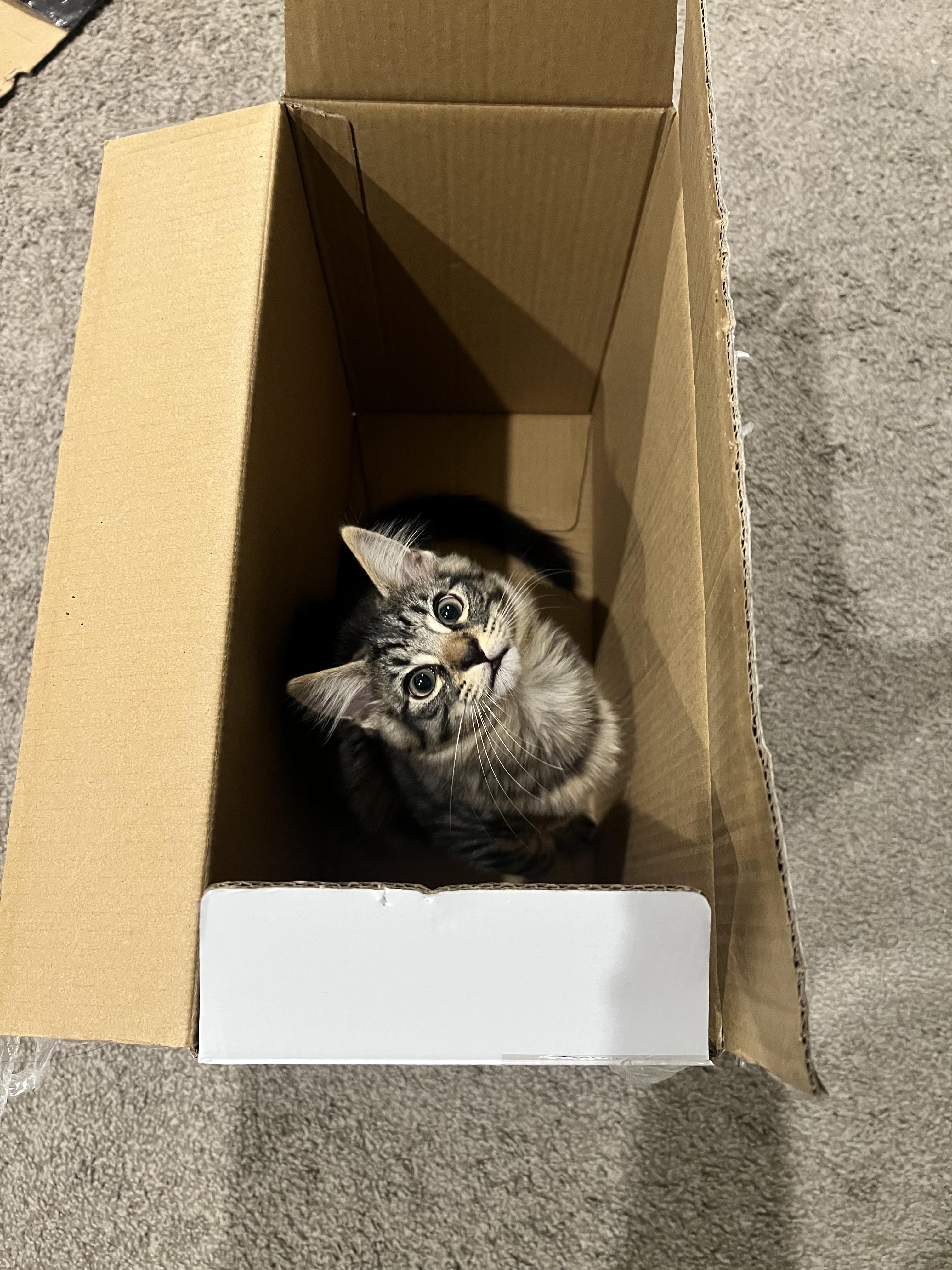 Enlarge Earl Grey, a Adoptable Domestic Long Hair in San Luis Obispo, CA image 5/6