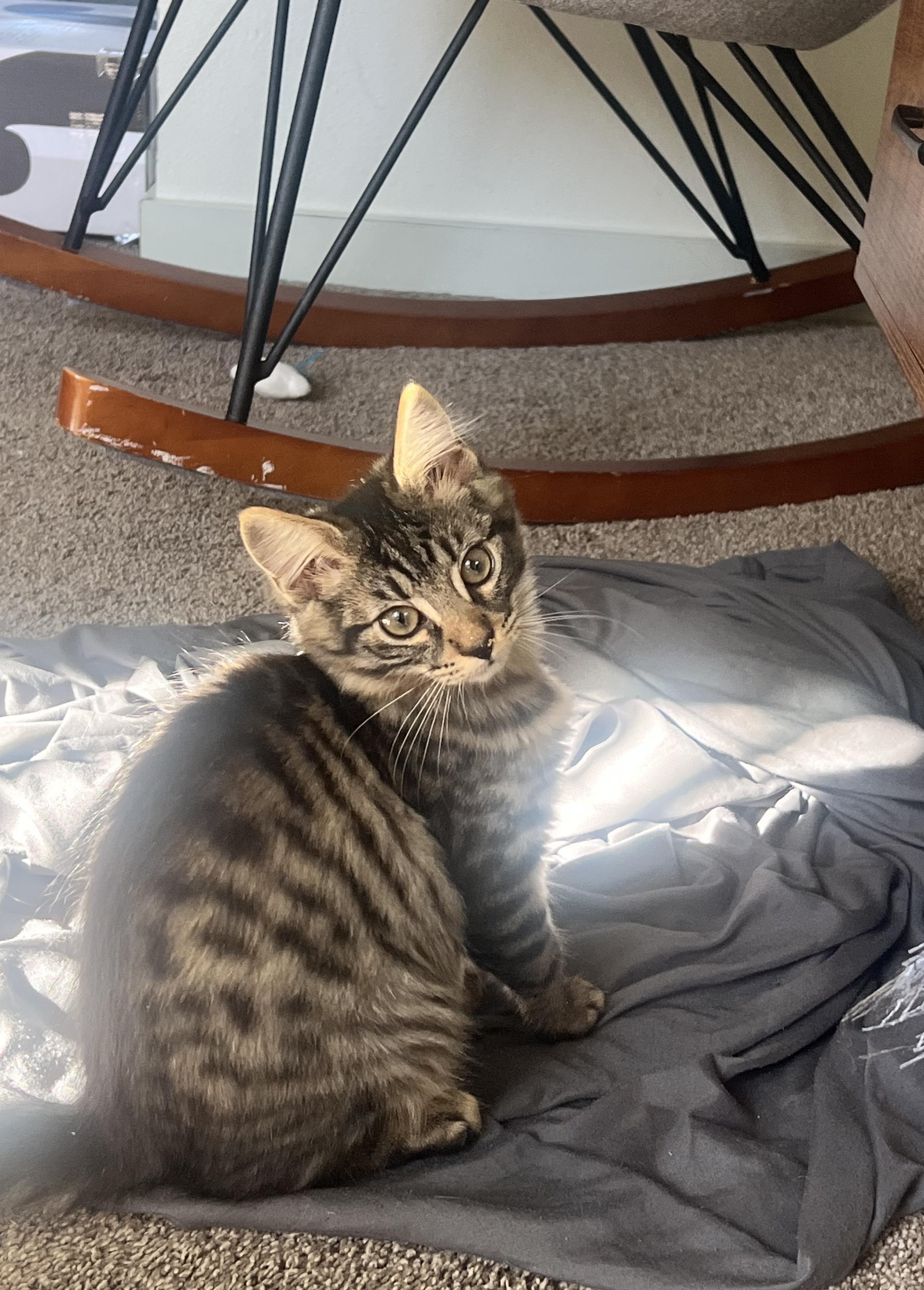 Enlarge Earl Grey, a Adoptable Domestic Long Hair in San Luis Obispo, CA image 4/6