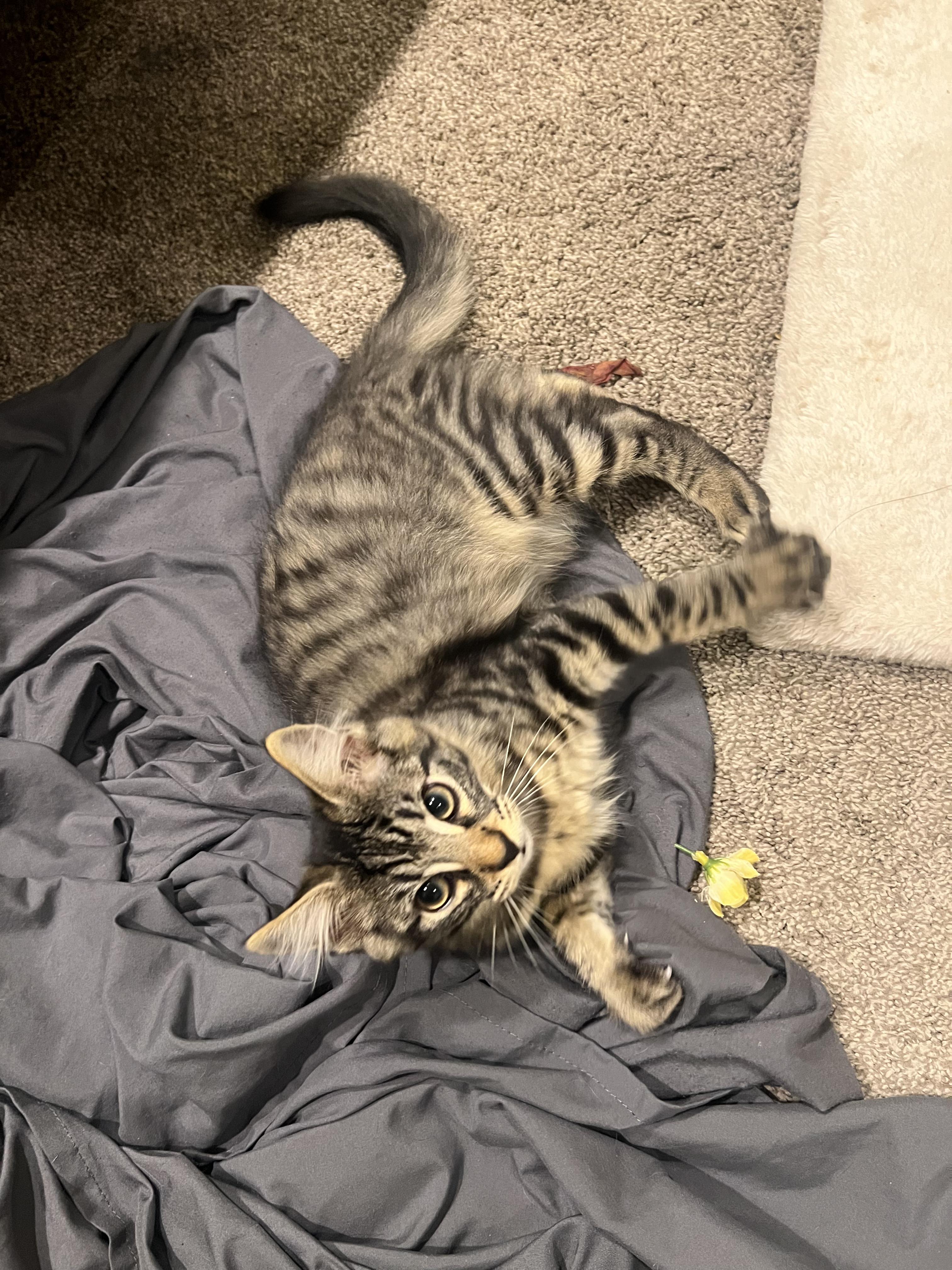 Enlarge Earl Grey, a Adoptable Domestic Long Hair in San Luis Obispo, CA image 1/6